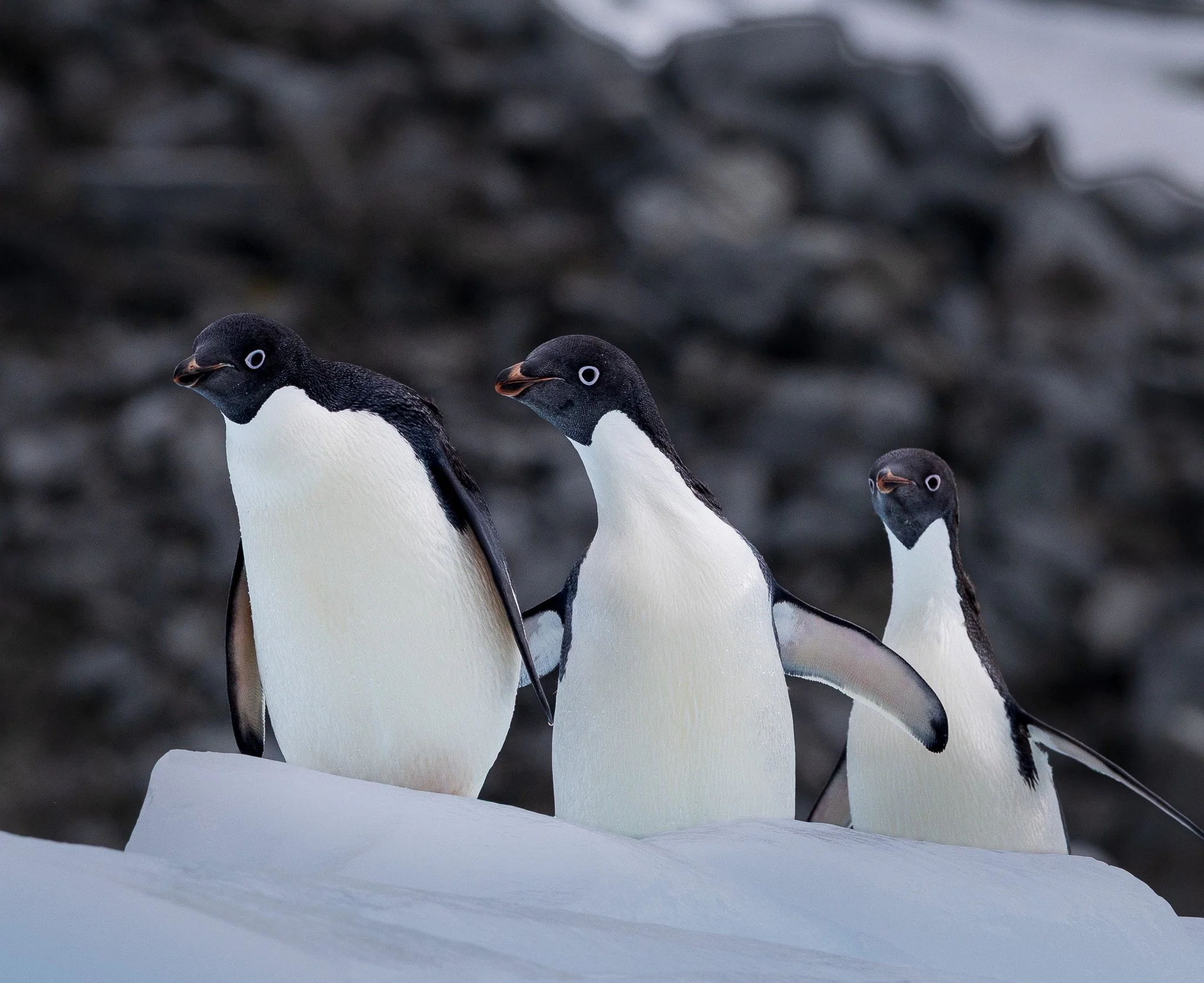 2025.12.22 Antarctica 3 Adelie Penguins.jpeg