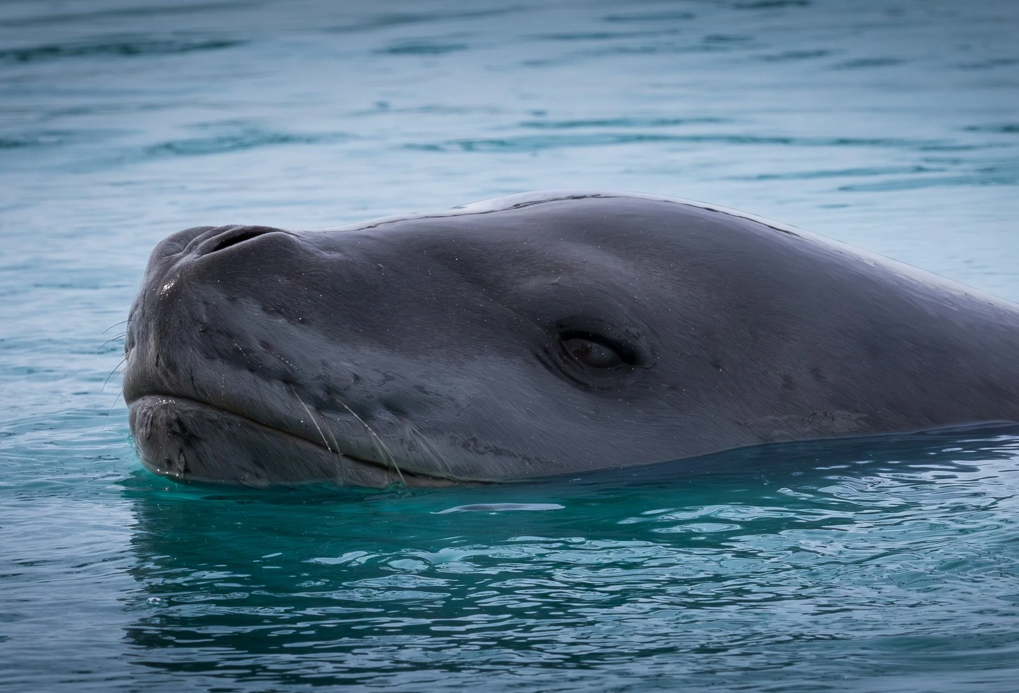 2025.12.24 Antarctica Leopard Seal 1.jpeg