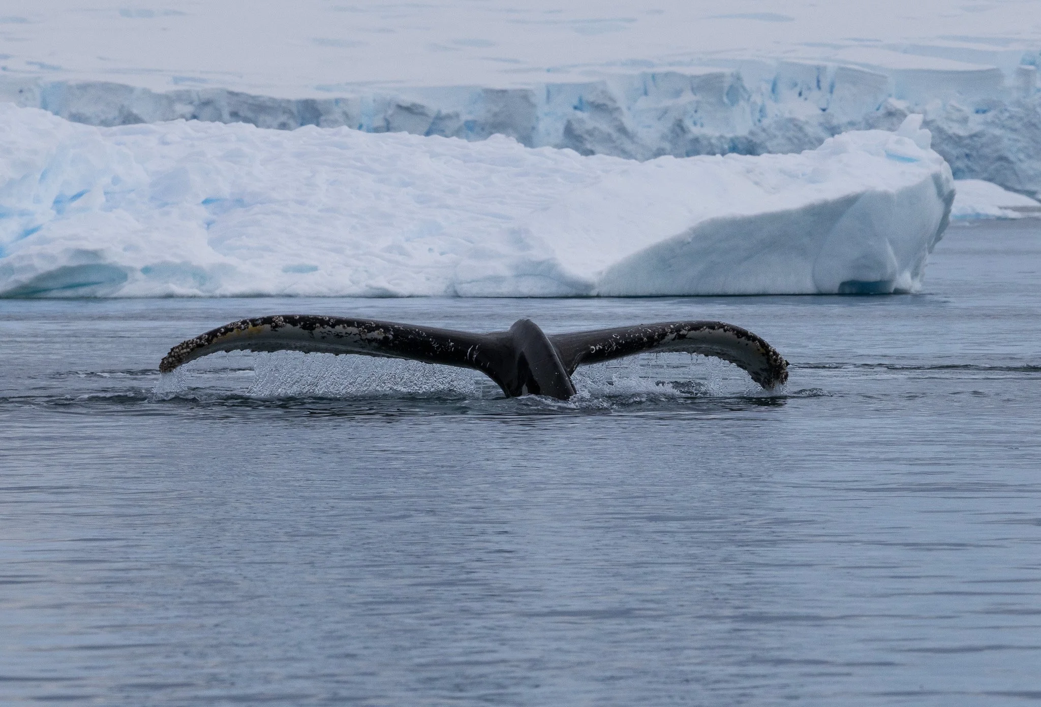 2025.12.24 Antarctica Whale Tail.jpeg