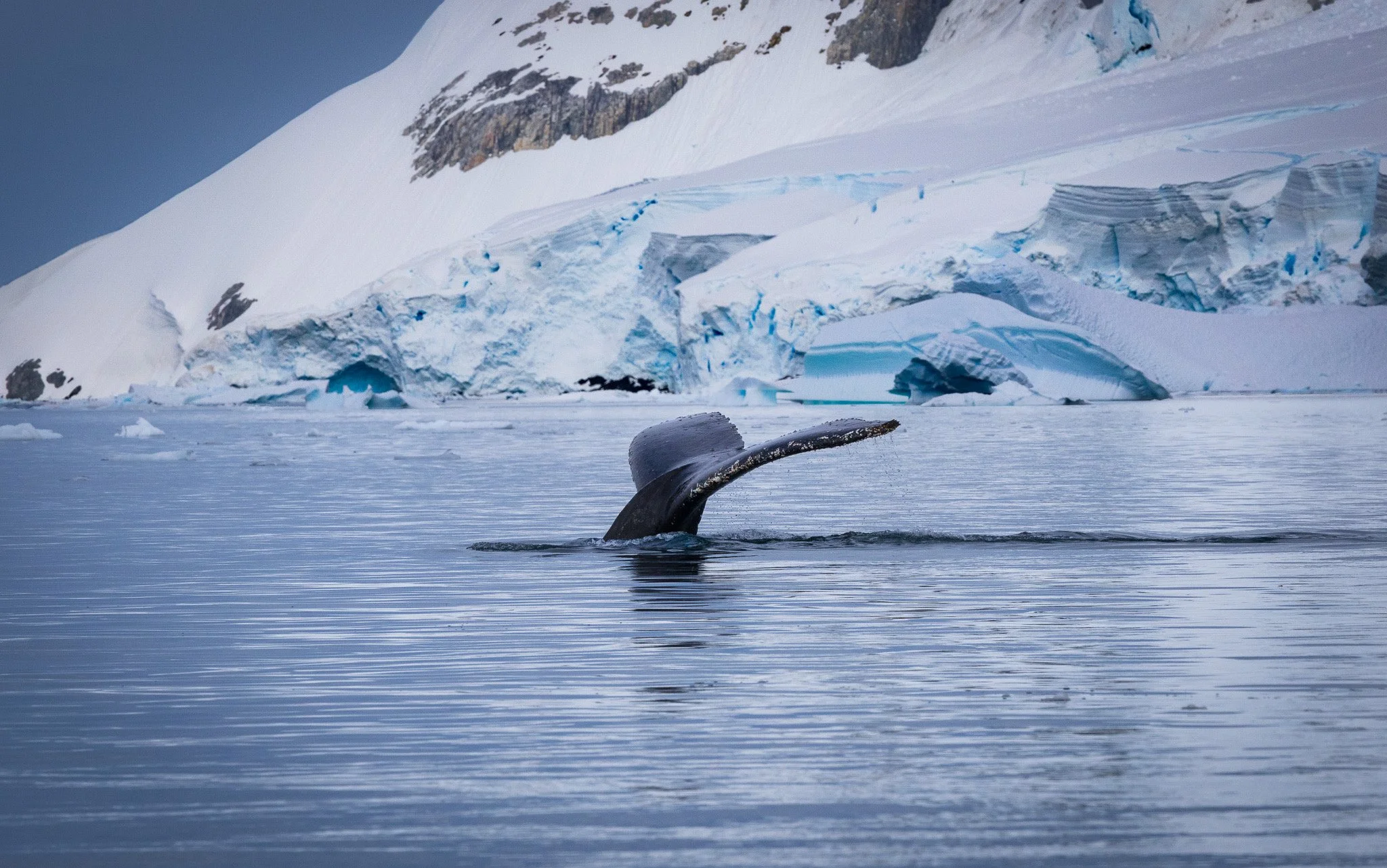 Paradise Harbor - Humpback Whale