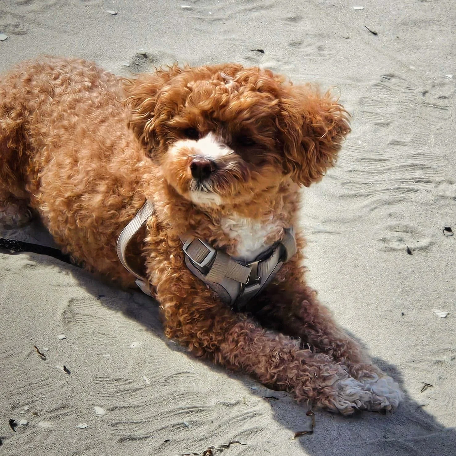 Happy National Pet Day! Benji says hello mostly to the people friends out there. Make a great day! 😊 #benjishihpoo