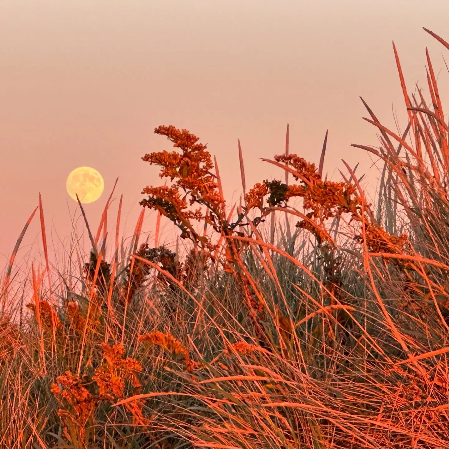 A nice walk to end the day. 😊