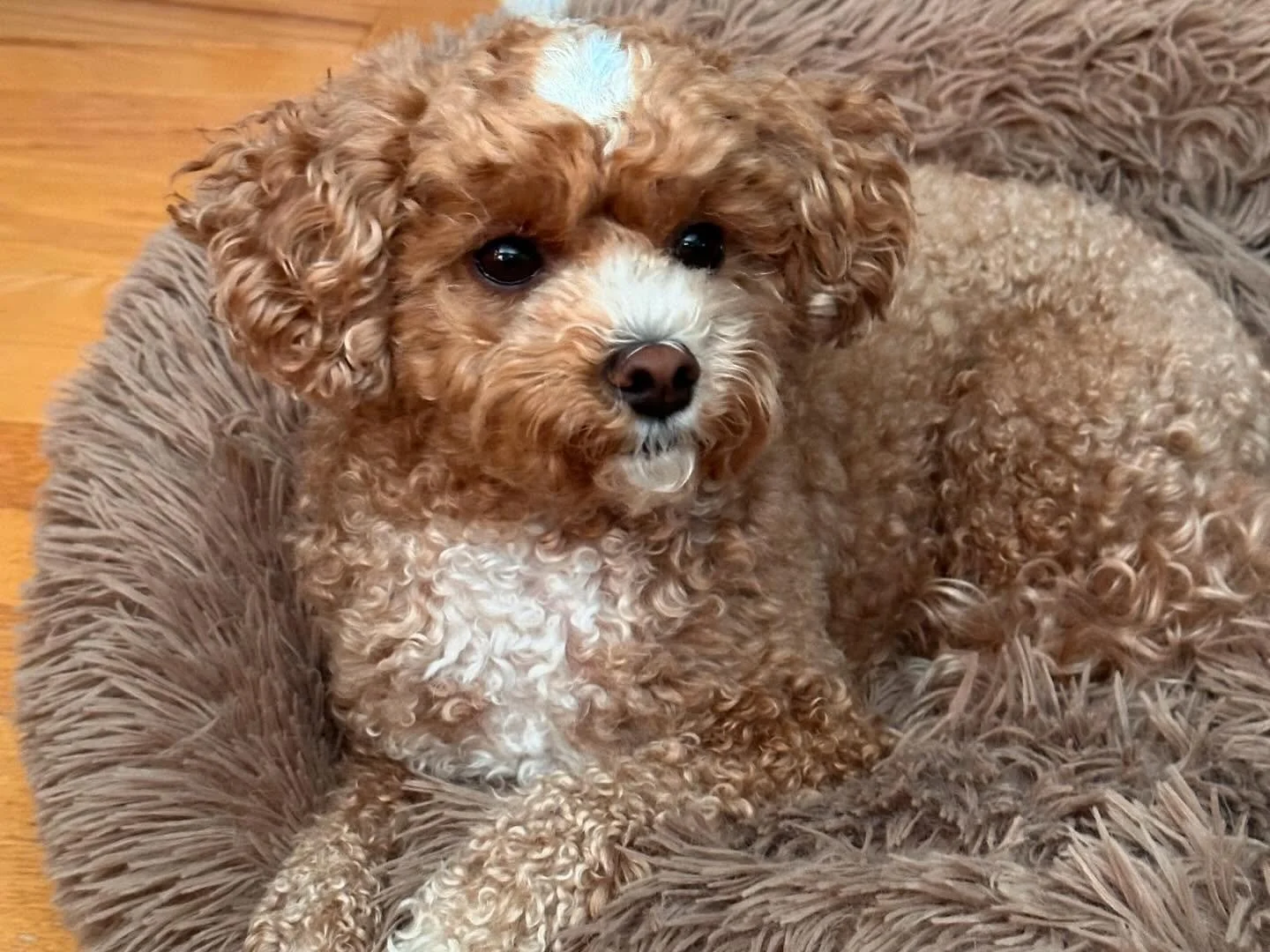 Benji now, swipe to see him as a baby! #benjishihpoo