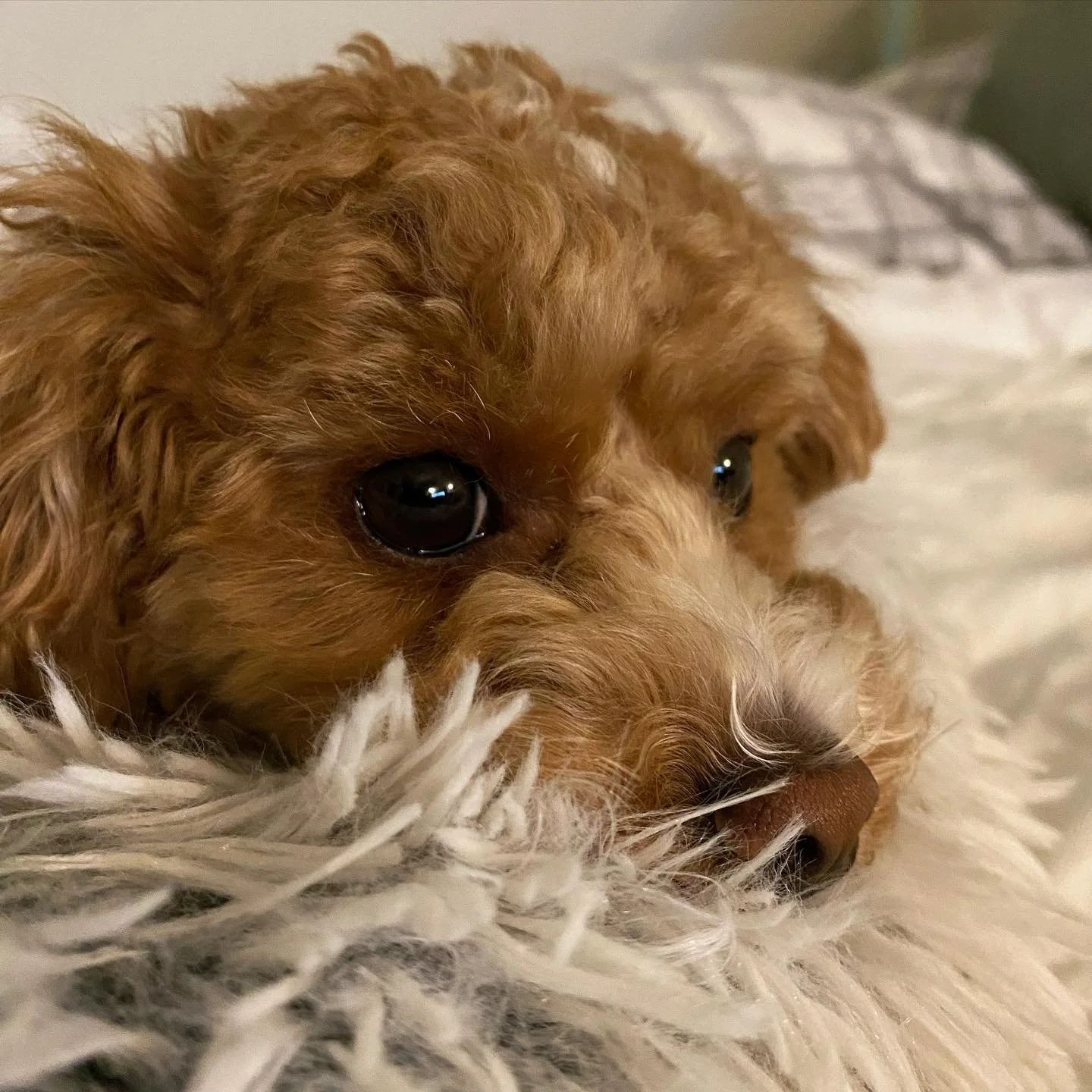 My little buddy #benjishihpoo