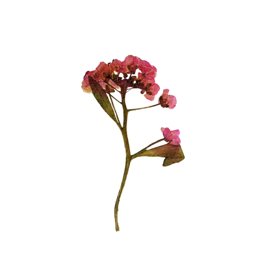 A dried pink flower with green leaves on a black background.