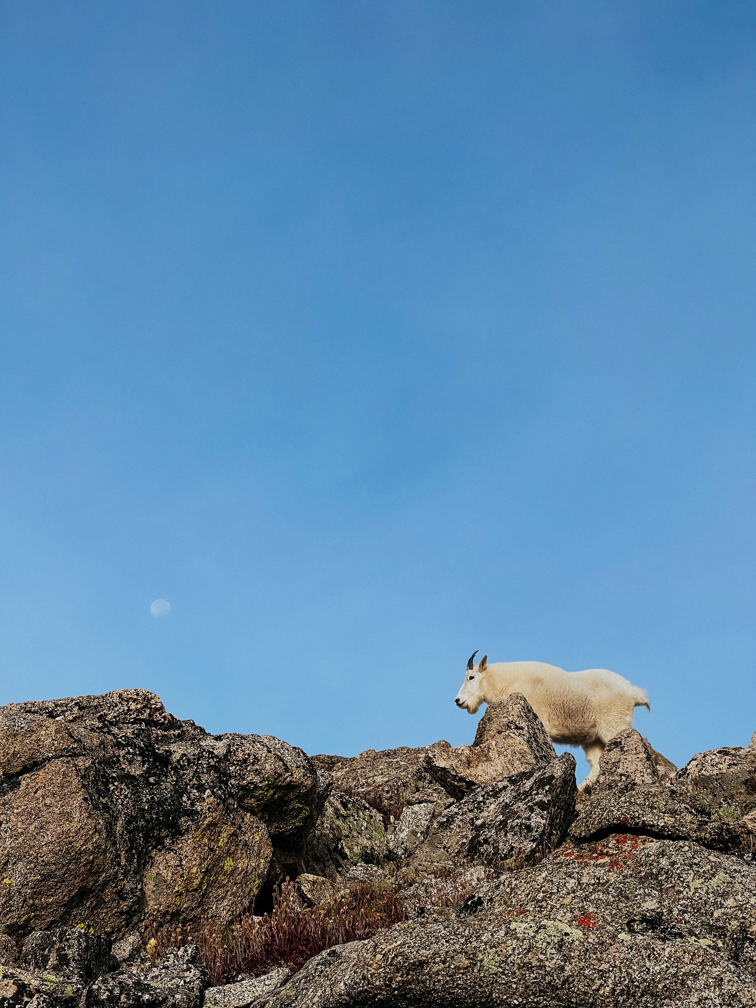 A white mountain goat standing on rocky terrain under a clear blue sky with the moon visible in the background.