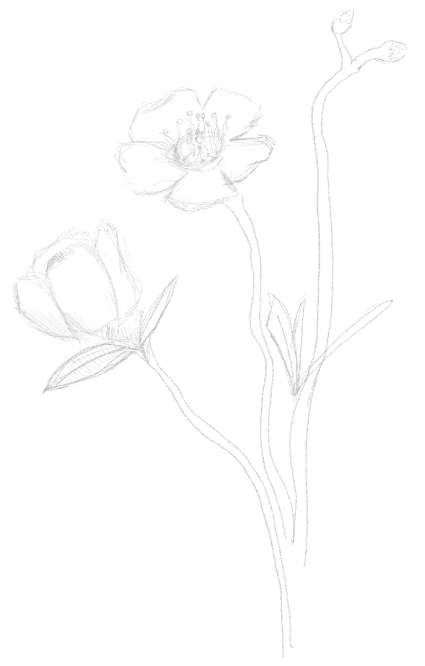 Line drawing of a flower with blooming petals, a bud, and long slender leaves on a dark background.