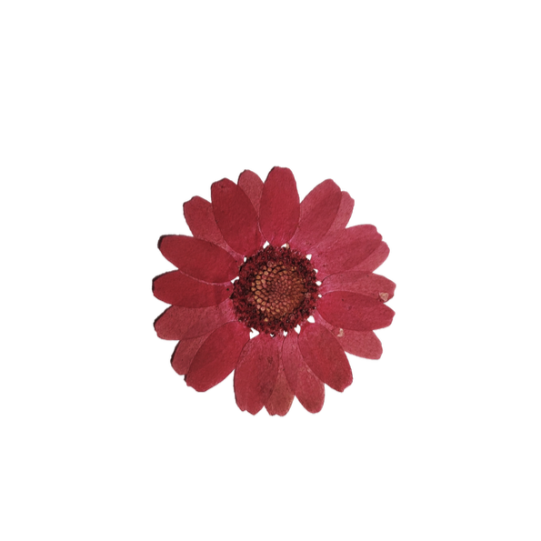 A pink flower against a black background.