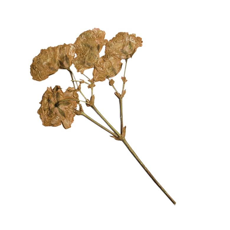 Dried flower with brown, withered petals and a long stem against a black background.