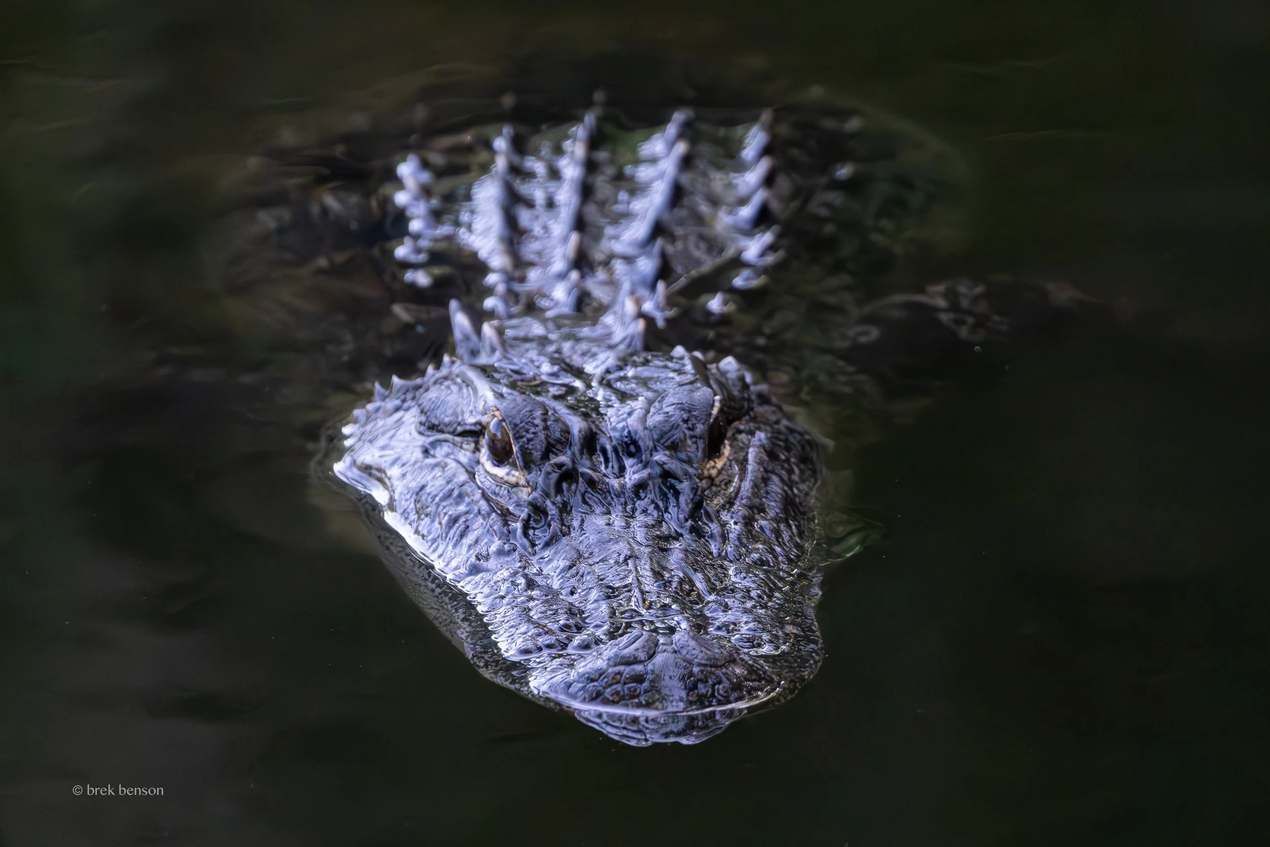 American Alligator, Saint Simons Island, Georgia