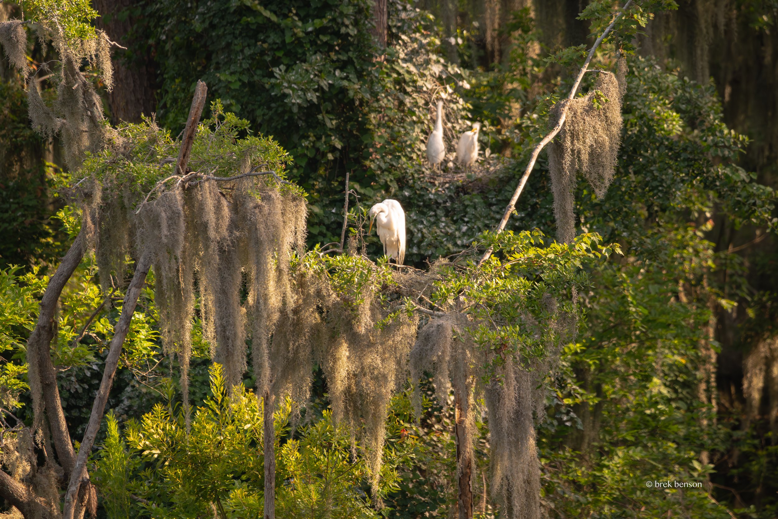 Rookery daybreak, Saint Simons Island, Georgia