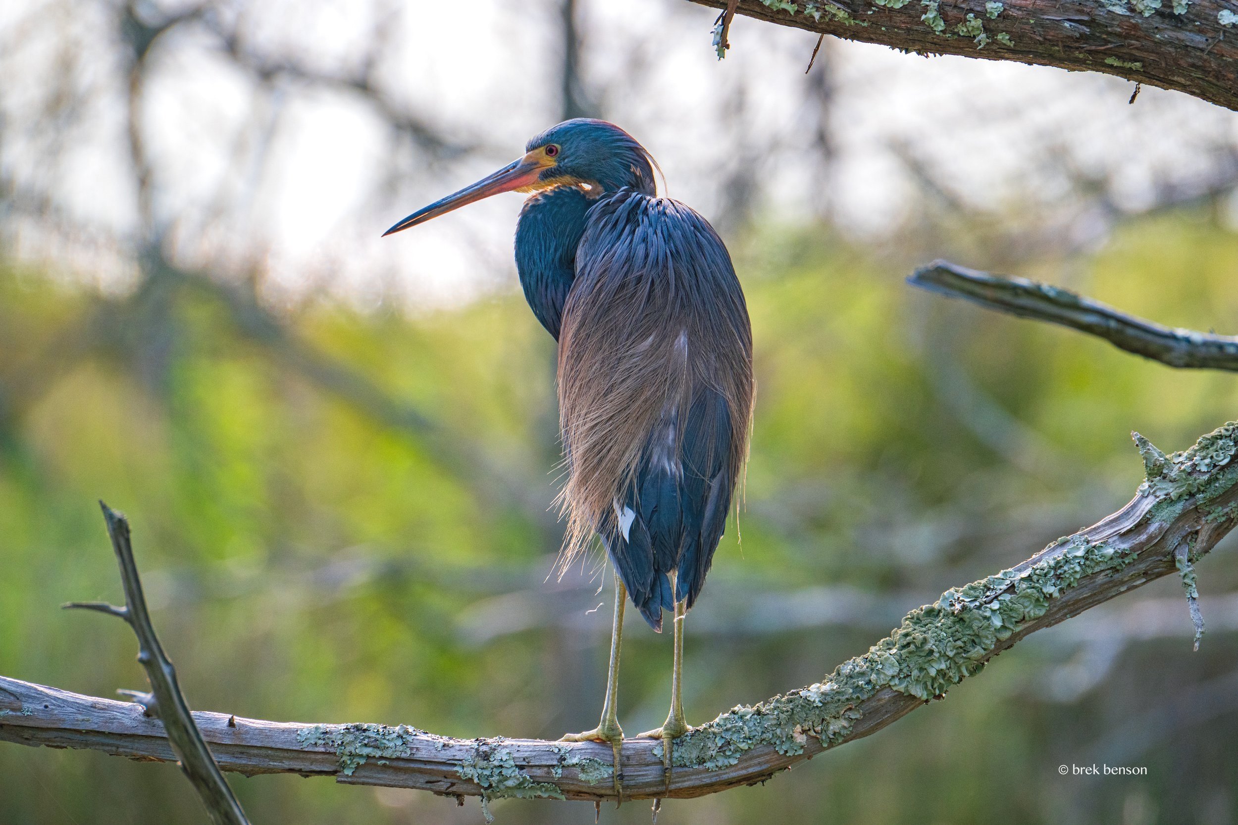 Blue Heron, Jekyll Island, Georgia