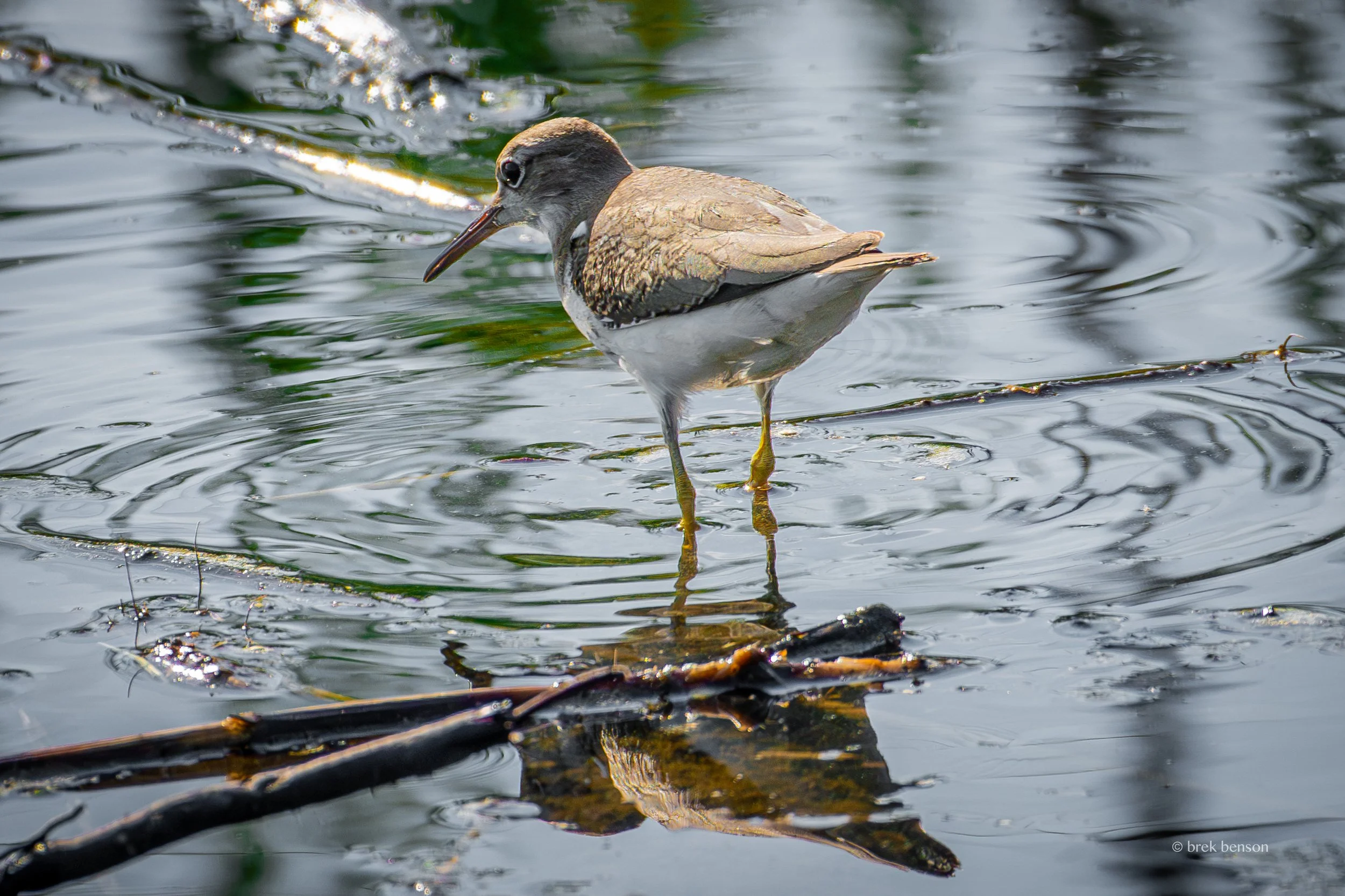 Sandpiper, Jekyll Island, Georgia