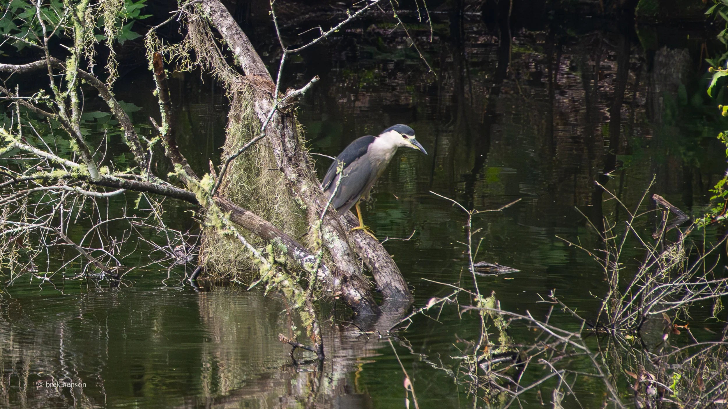 Black Crowned Night Heron, Saint Simons Island, Georgia