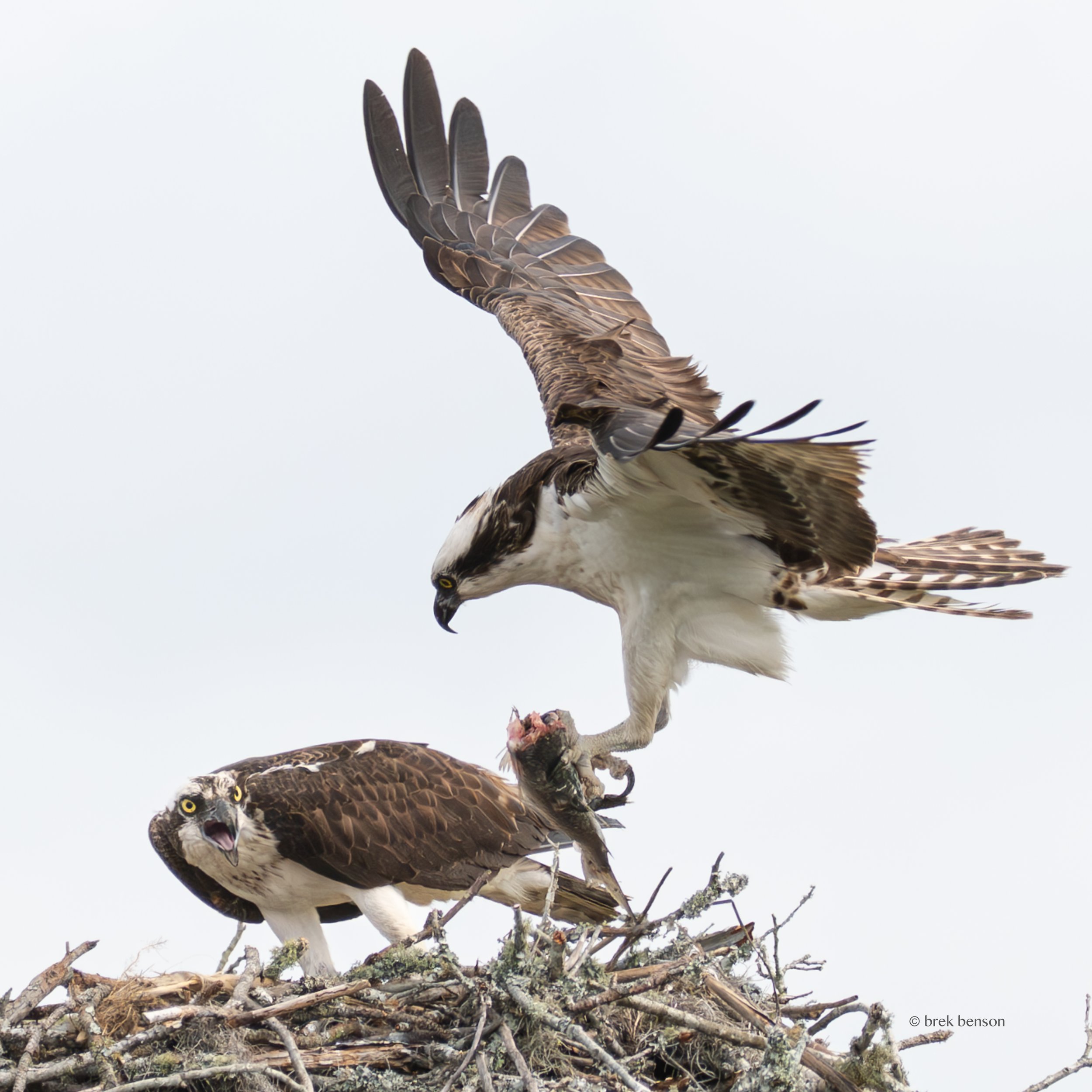 Osprey, Saint Simons Island, Georgia