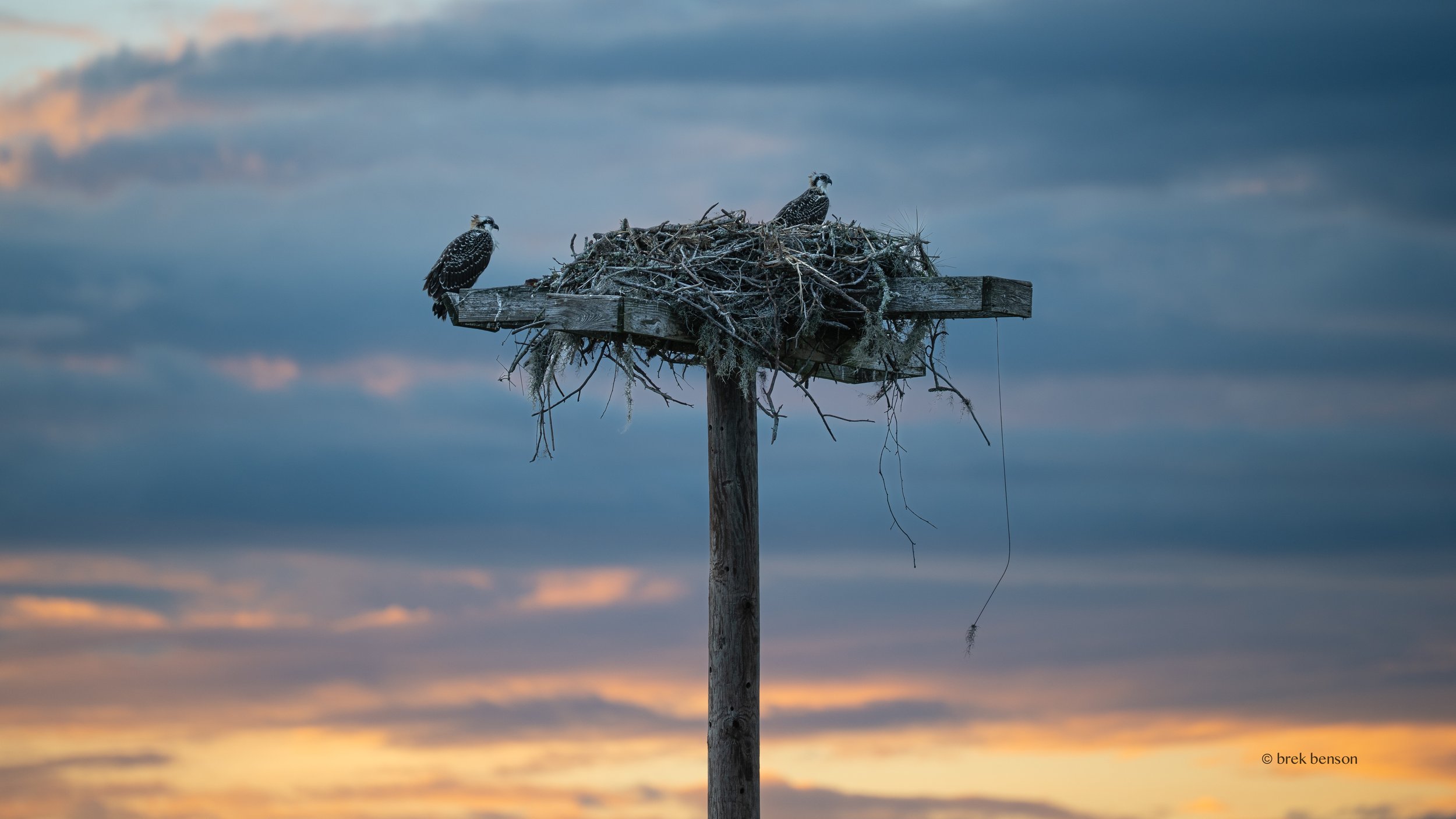 Osprey at sunset, Saint Simons Island, Georgia