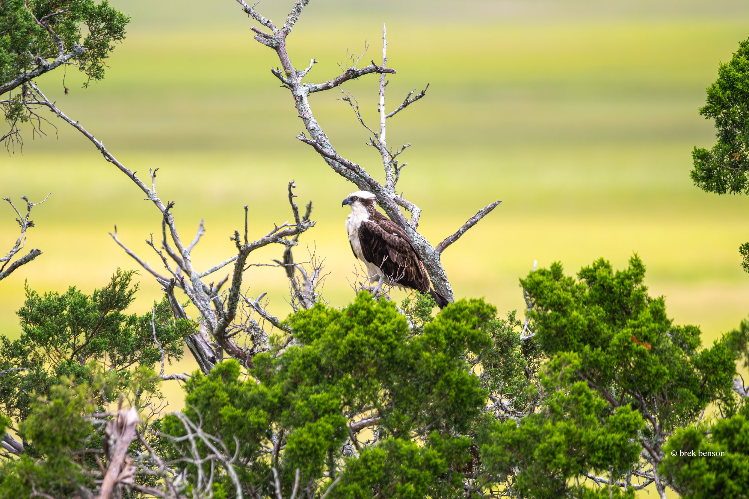 Osprey, Saint Simons Island, Georgia