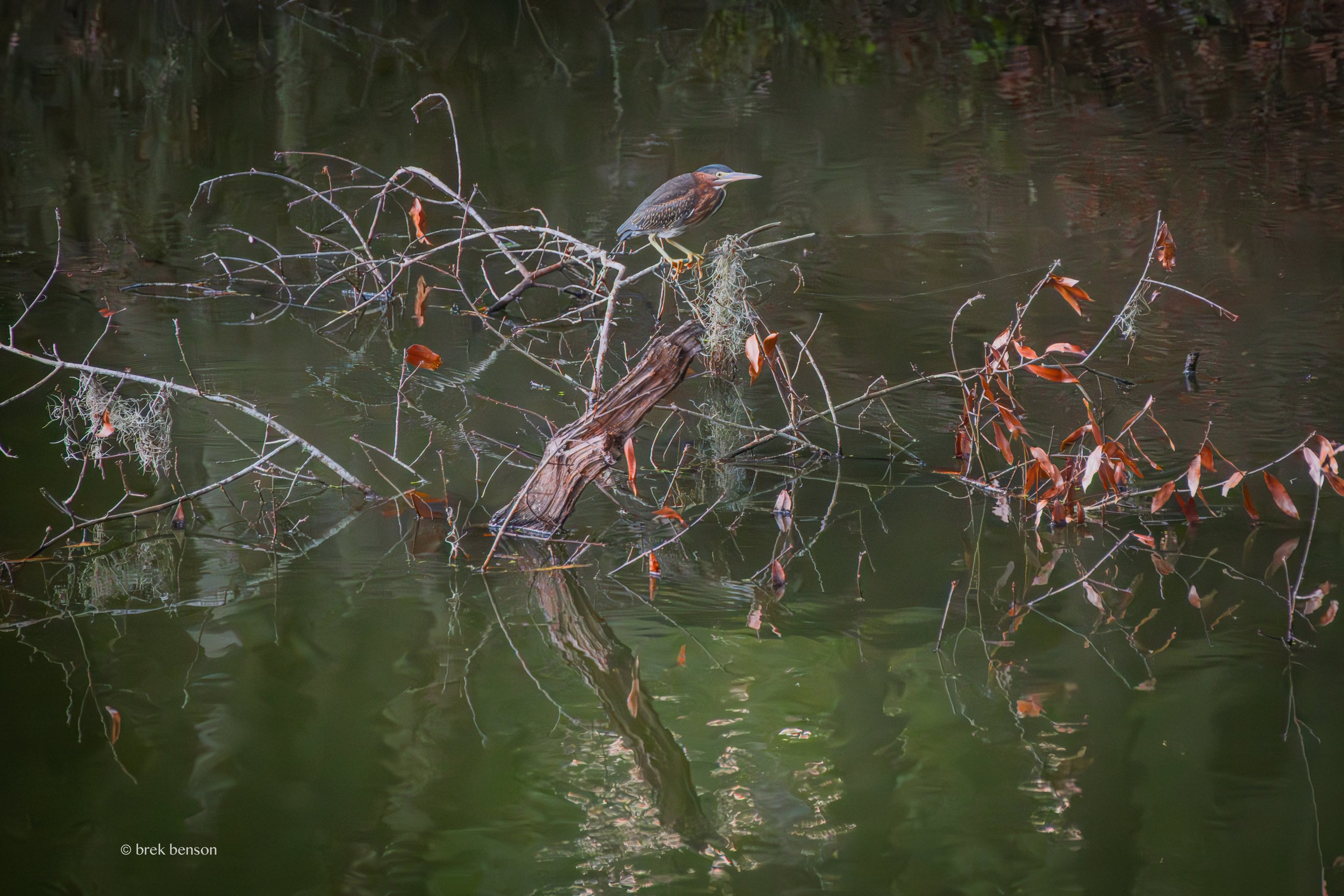 Green Heron, Saint Simons Island, Georgia