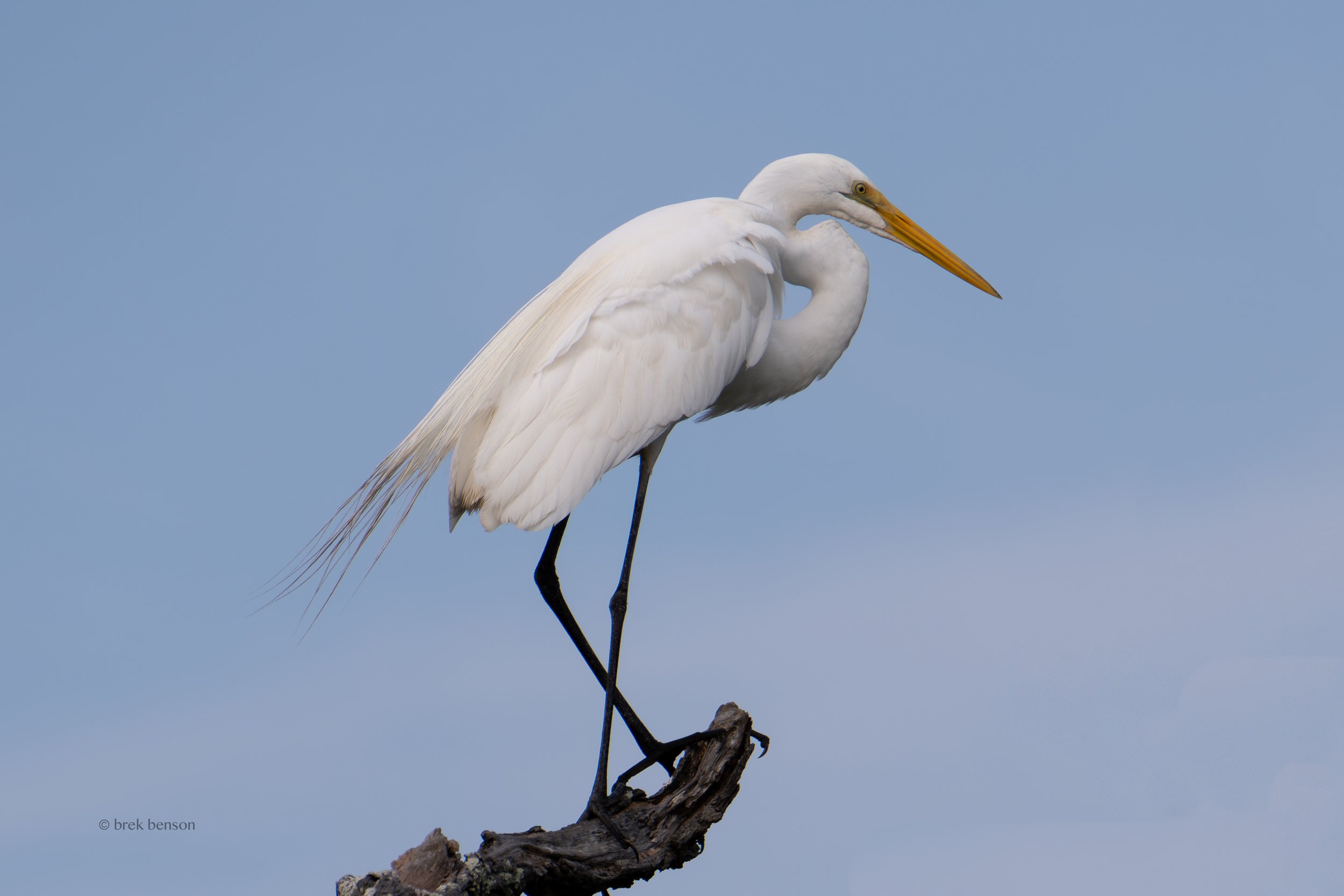 Great White Egret, Saint Simons Island, Georgia