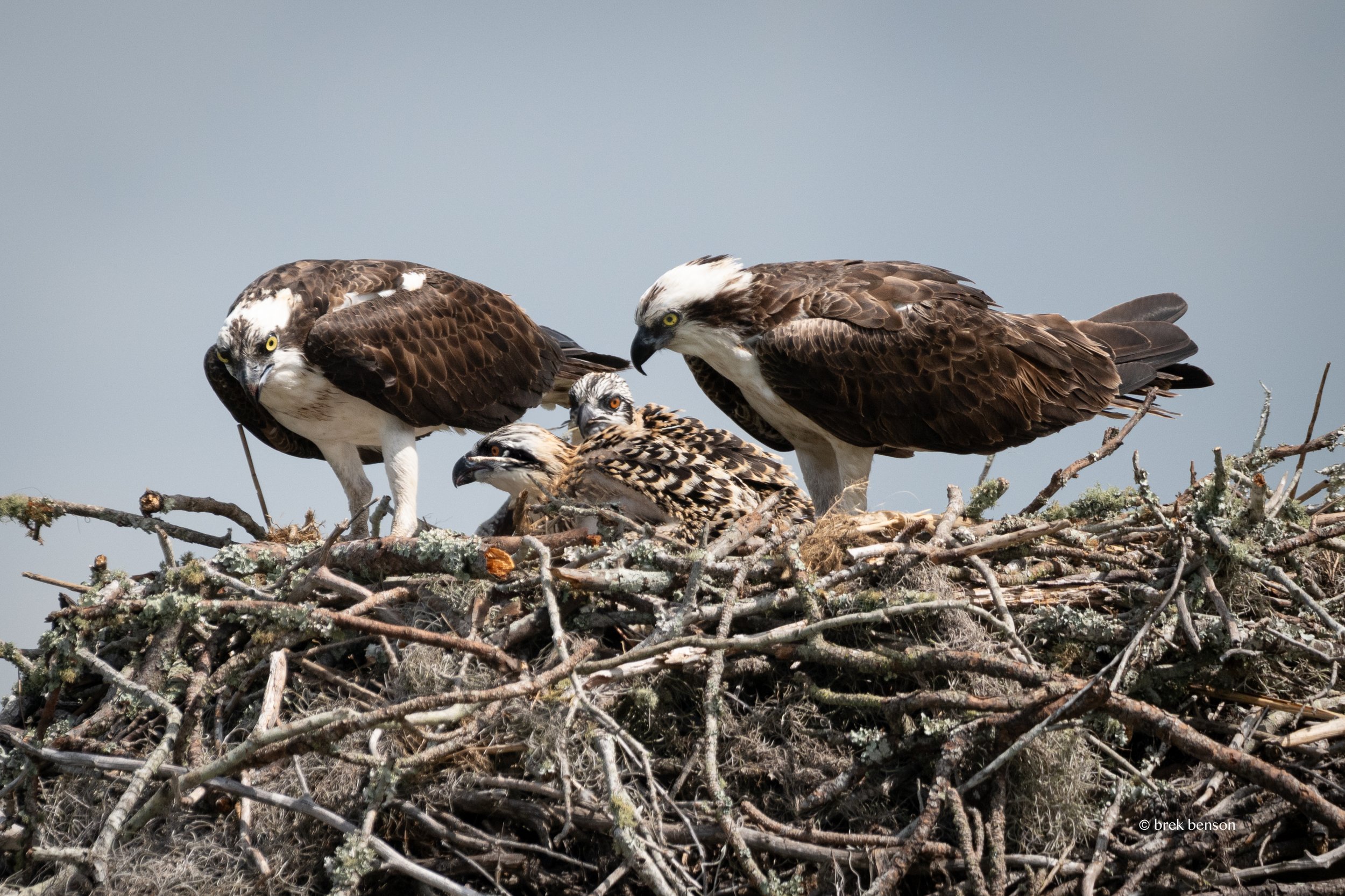 Osprey, Saint Simons Island, Georgia
