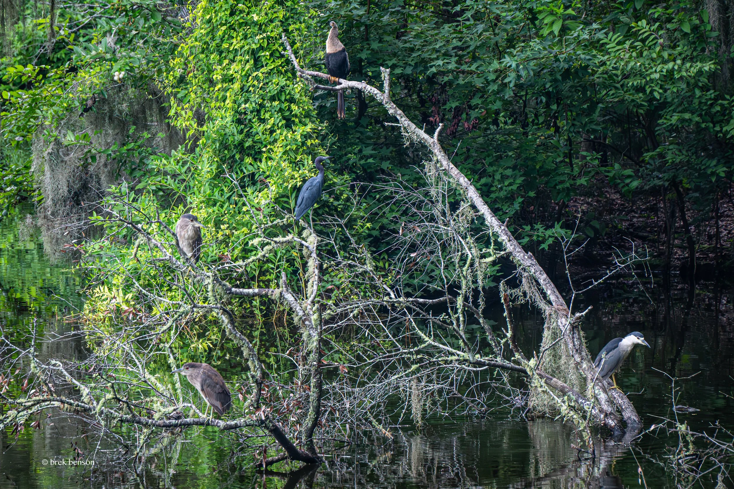 Anhinga and Herons, Saint Simons Island, Georgia
