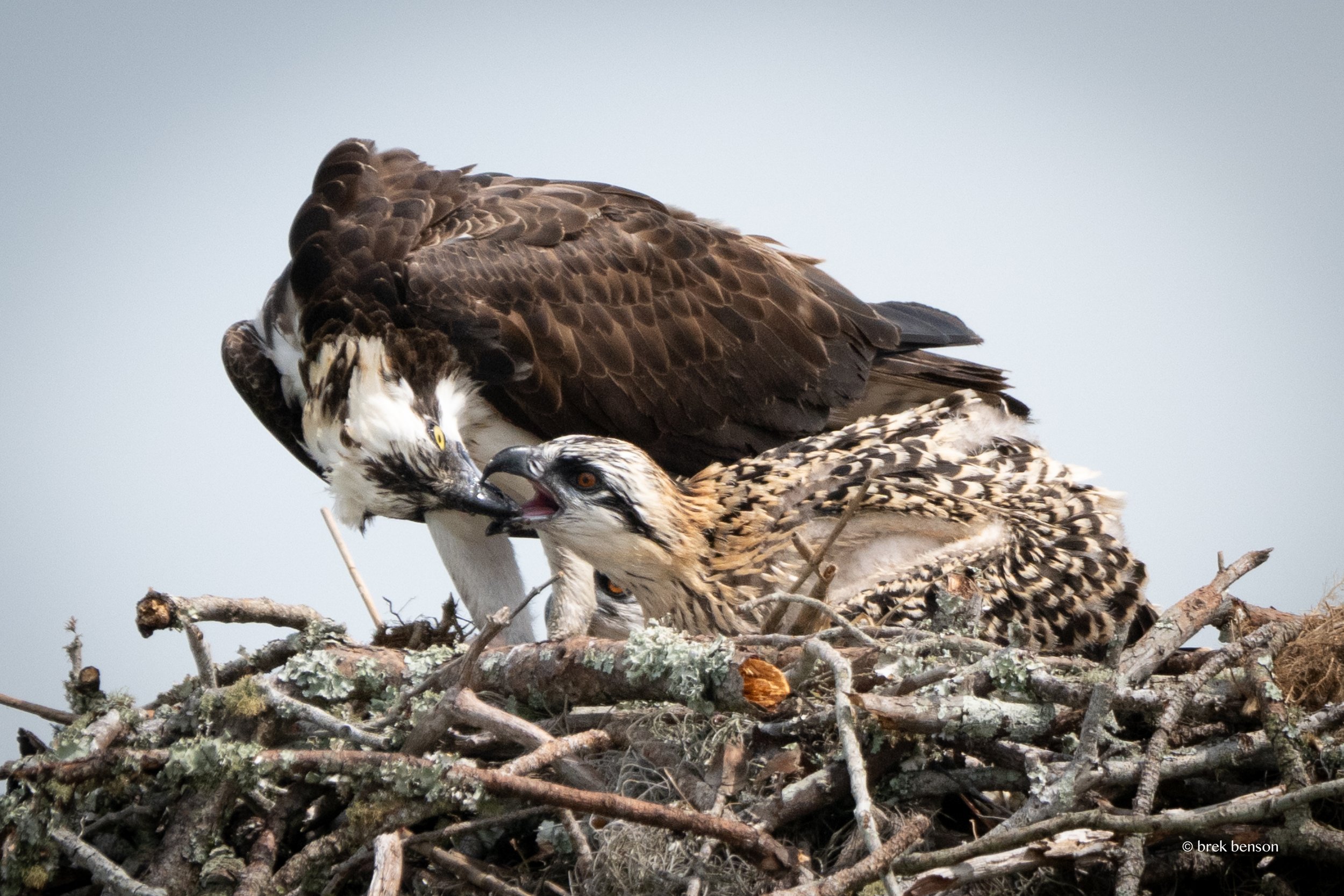 Osprey feeding, Saint Simons Island, Georgia