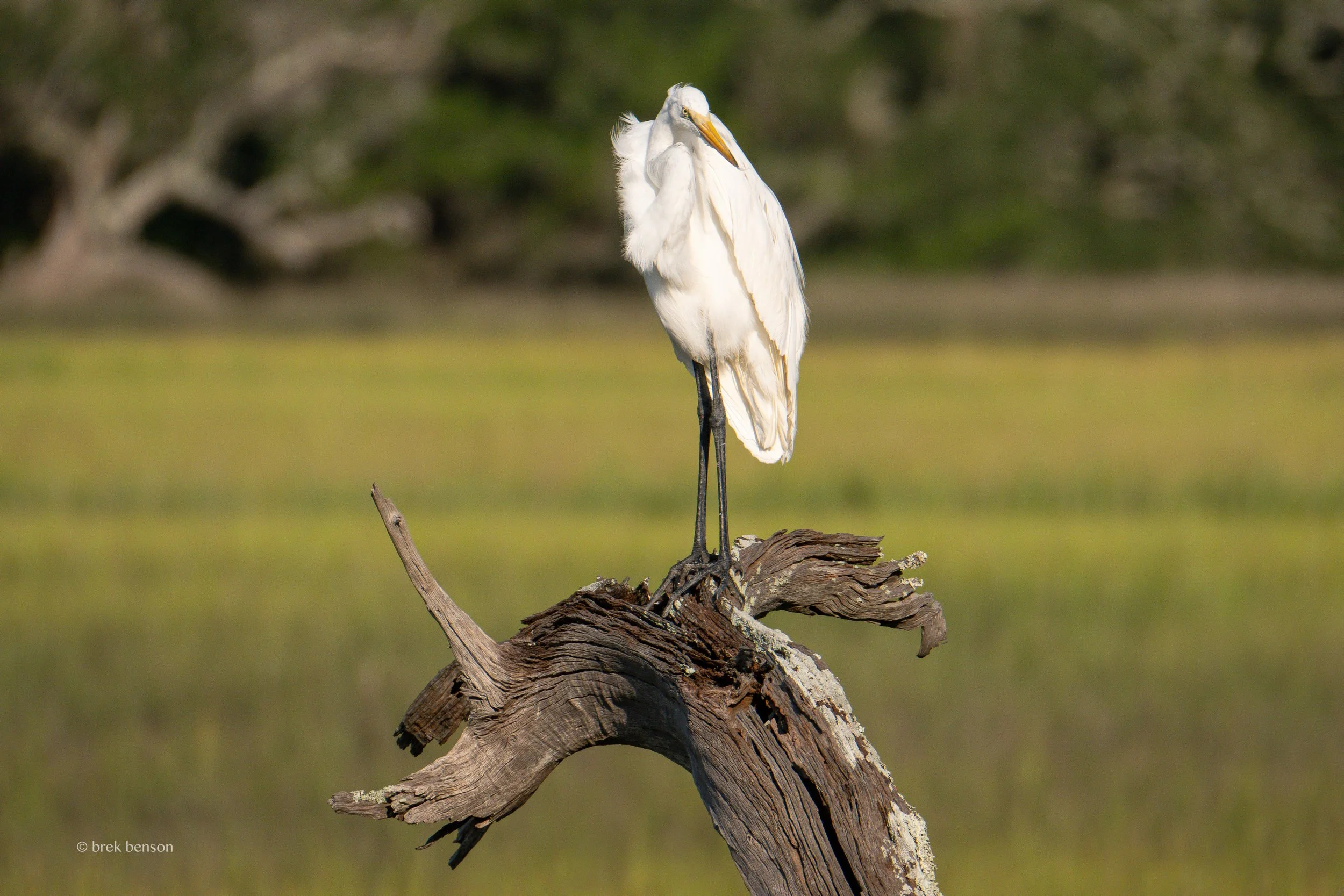 Great White Egret, Jekyll Island, Georgia