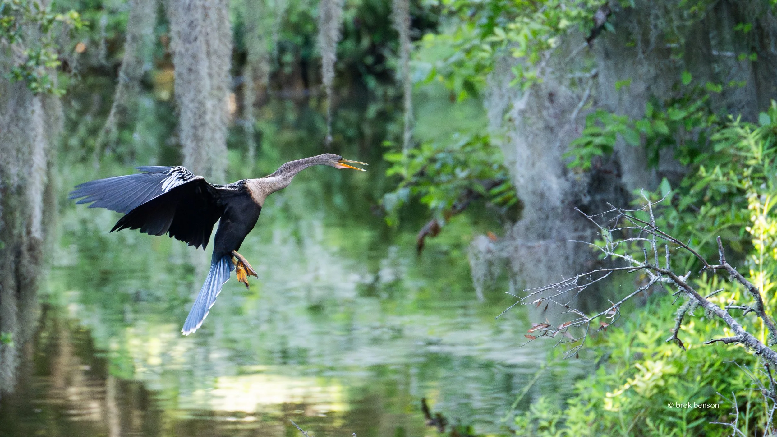 Anhinga, Saint Simons Island, Georgia