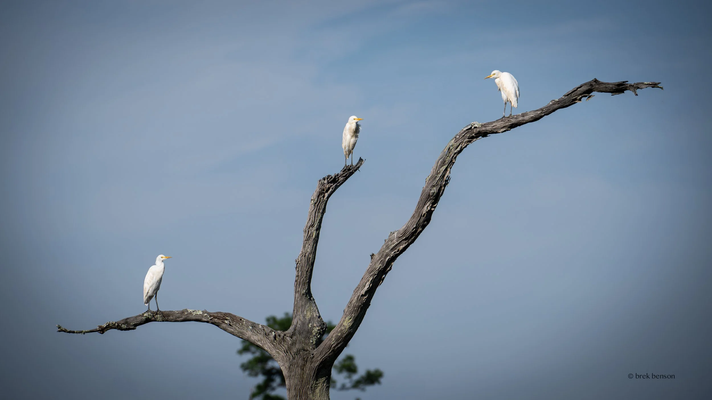 Egrets, Jekyll Island, Georgia