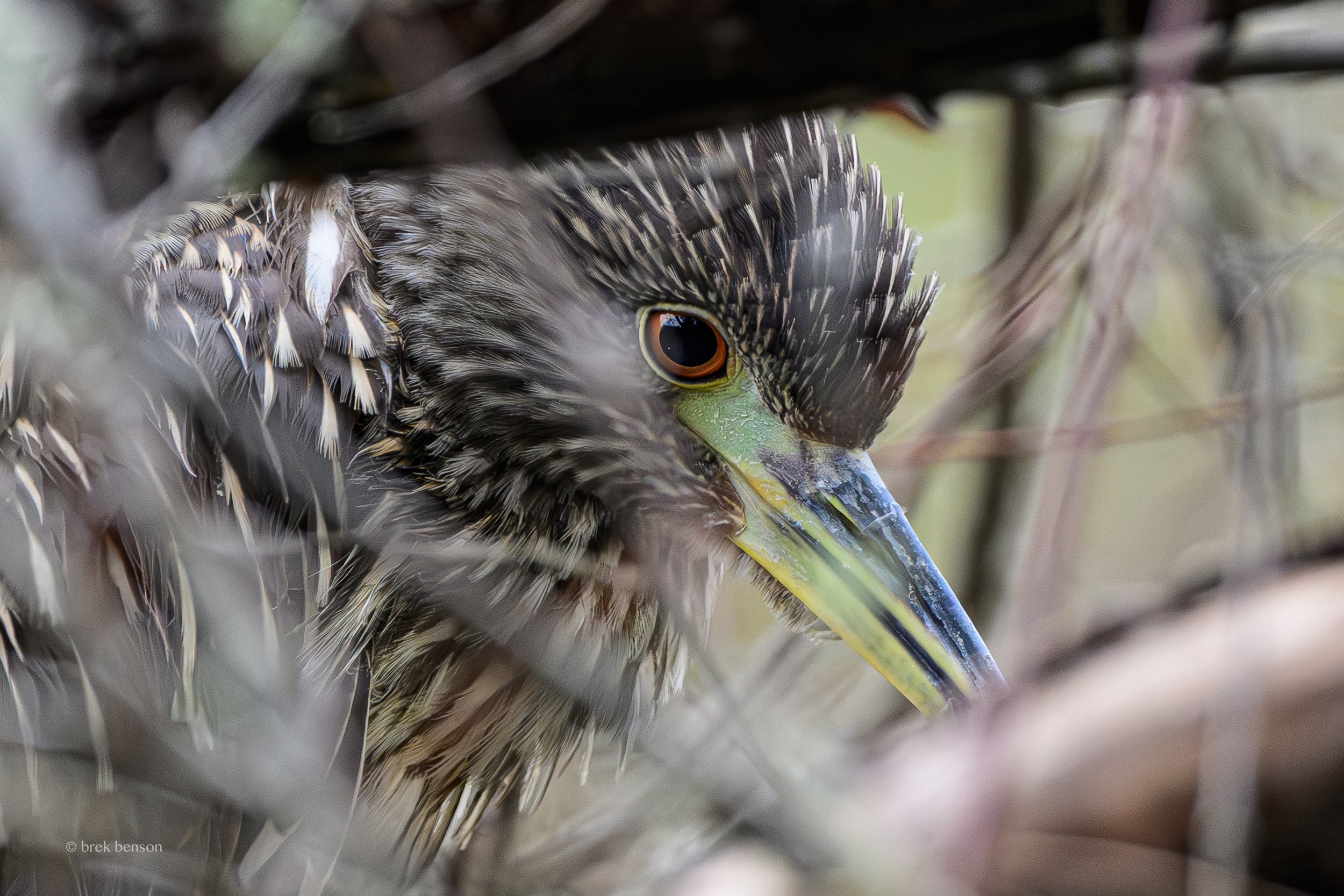 Night Heron, Jekyll Island, Georgia 