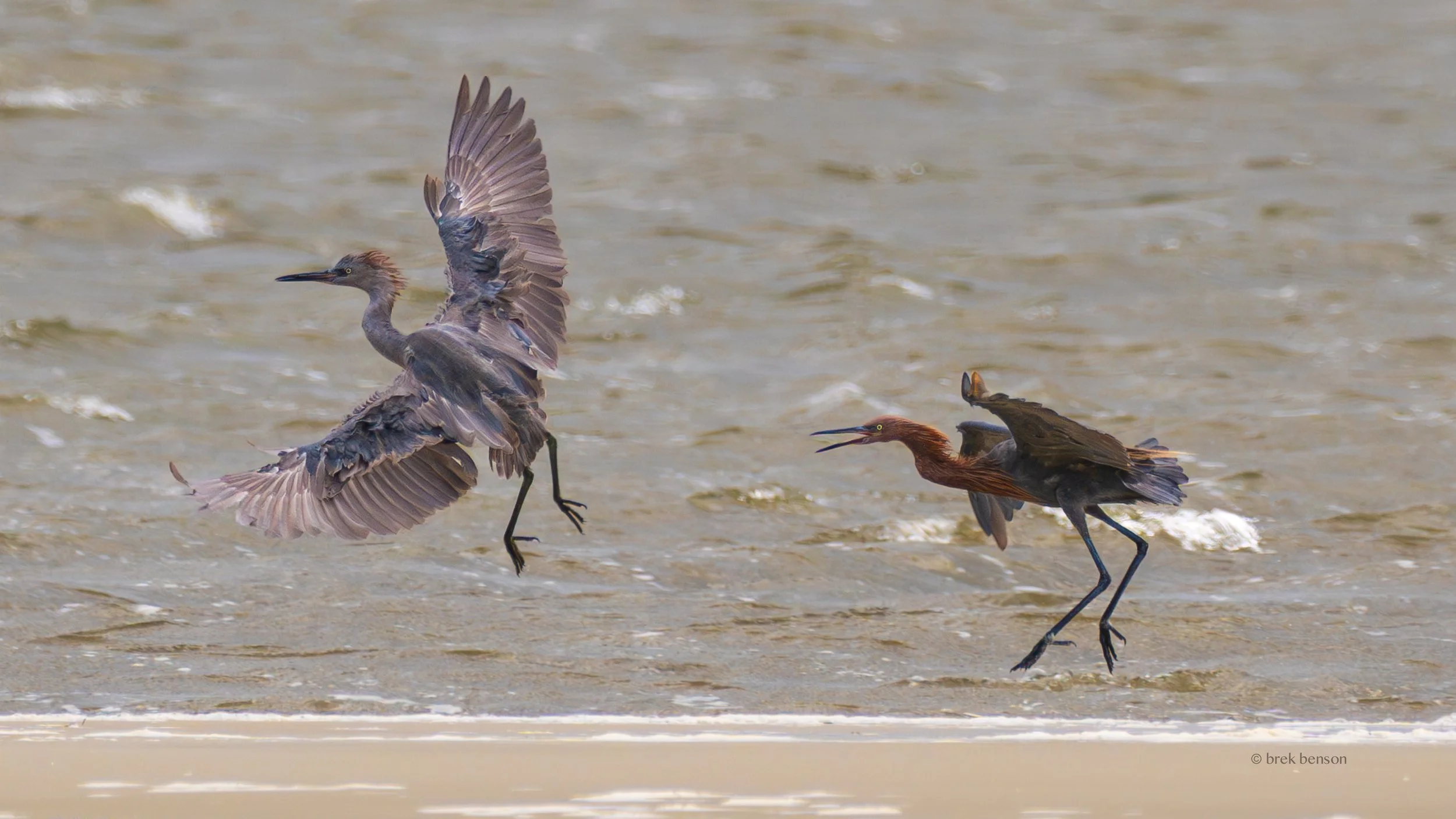 Egrets beach dancing, Saint Simons Island, Georgia