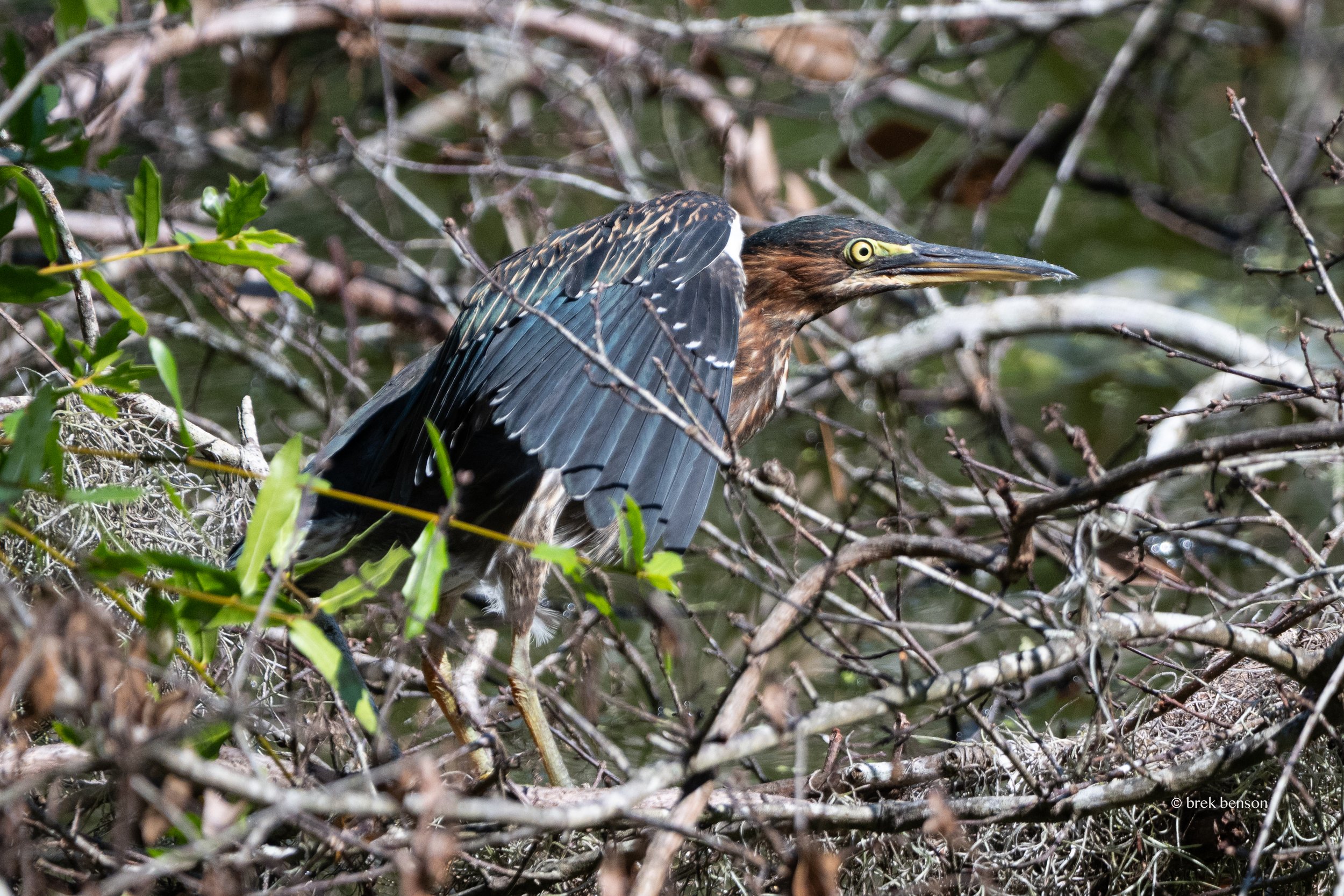 Green Heron, Saint Simons Island, Georgia