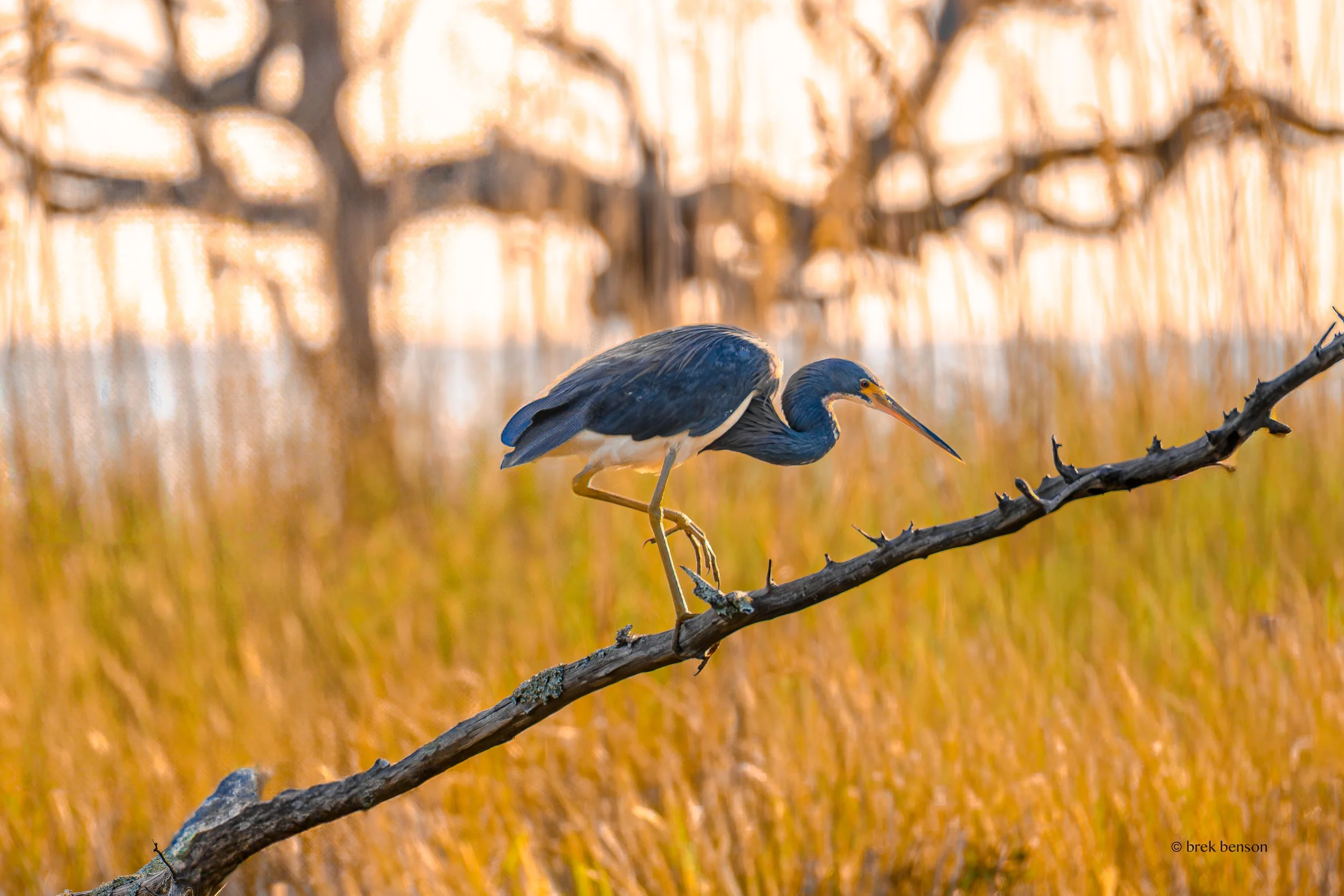 Blue Heron, Jekyll Island, Georgia