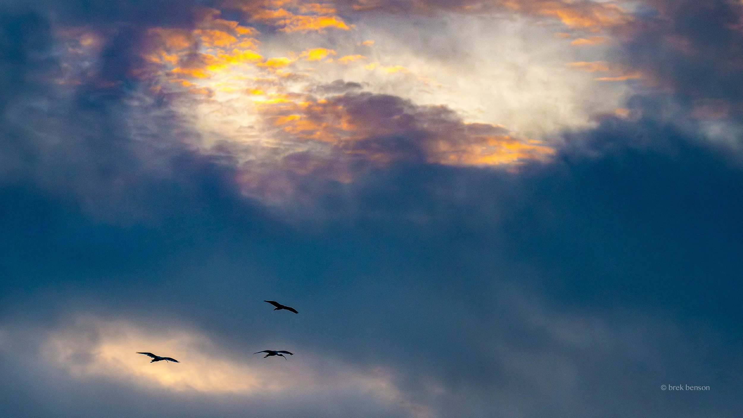 An IBIS sky, Saint Simons Island, Georgia