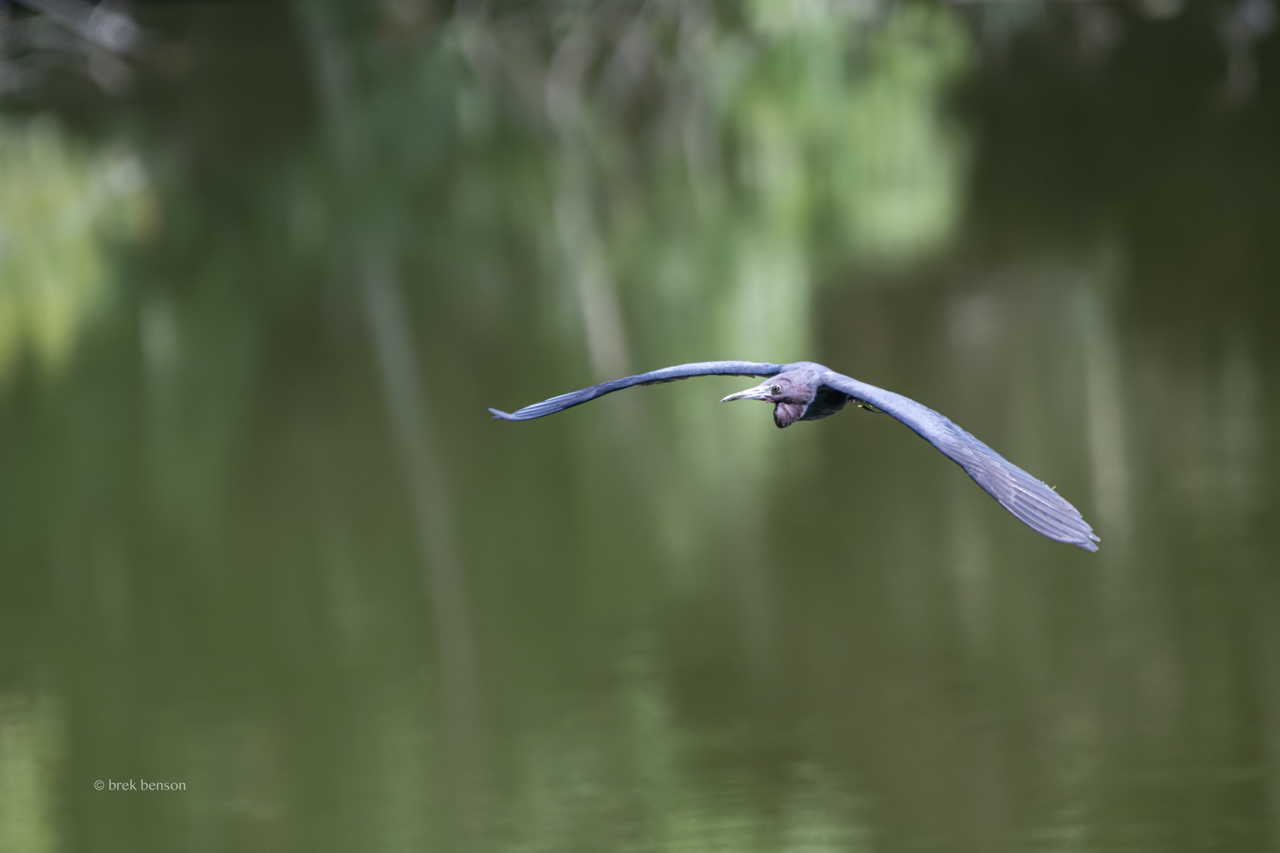 Little Blue Heron, Saint Simons Island, Georgia