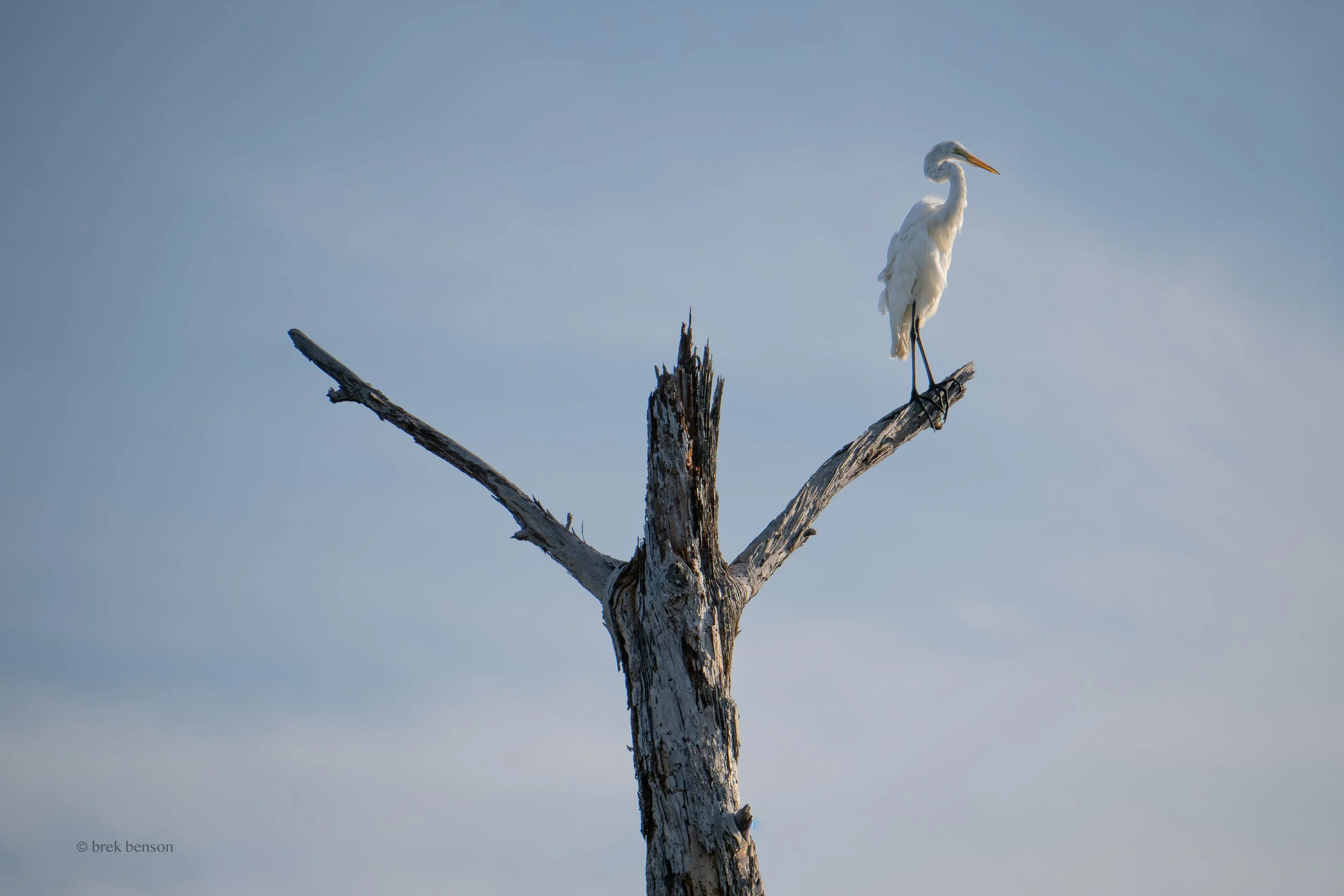 Great White Egret, Jekyll Island, Georgia