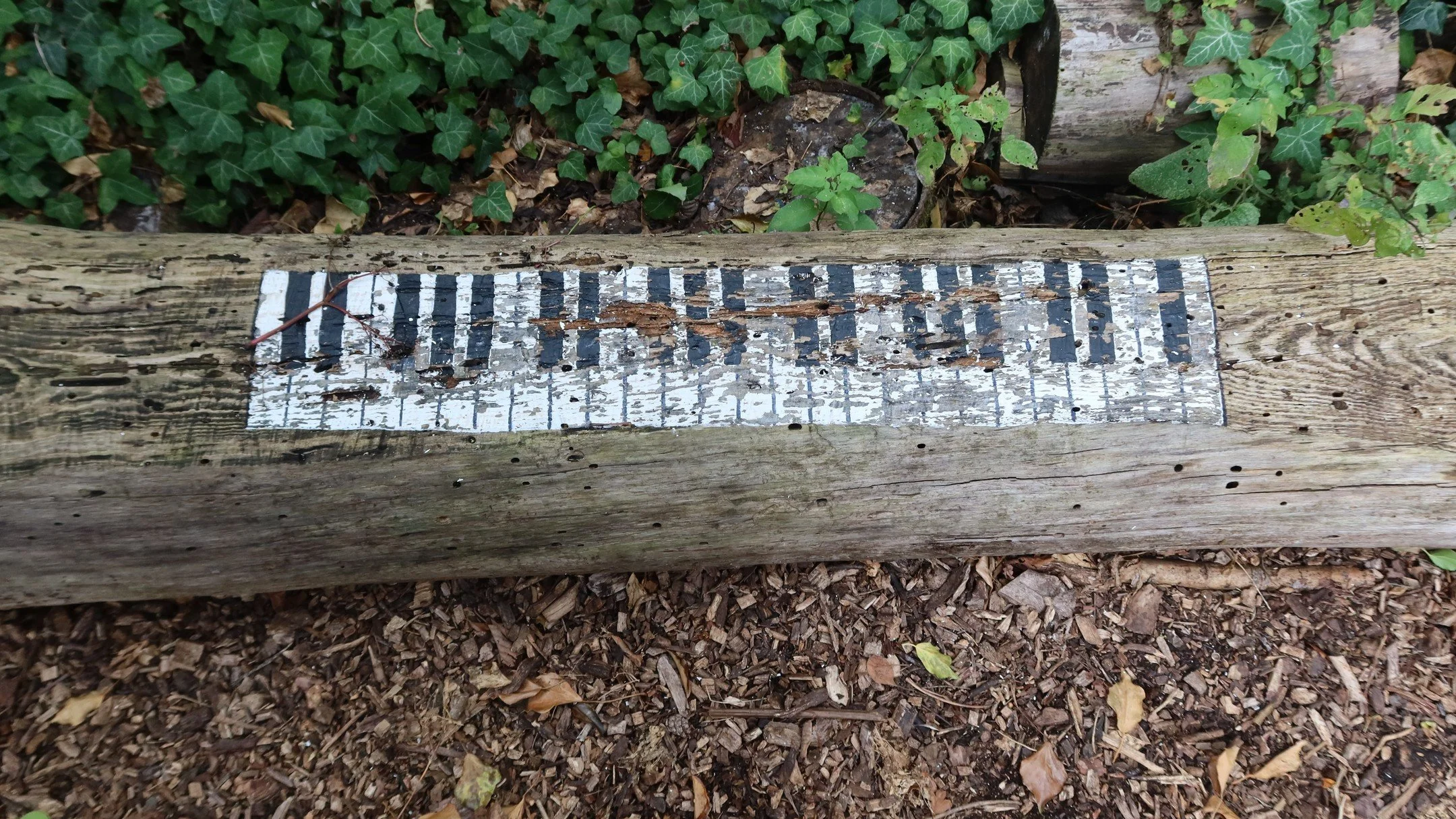 &ldquo;I thought this was the cutest piano ever - couldn&rsquo;t resist taking a photo. 🎹✨ A little concert hall for all the forest animals, because they deserve to enjoy the beauty of piano too. 🐿️🦉🦊🎶

#piano #ForestMagic #WoodlandFriends #Anim