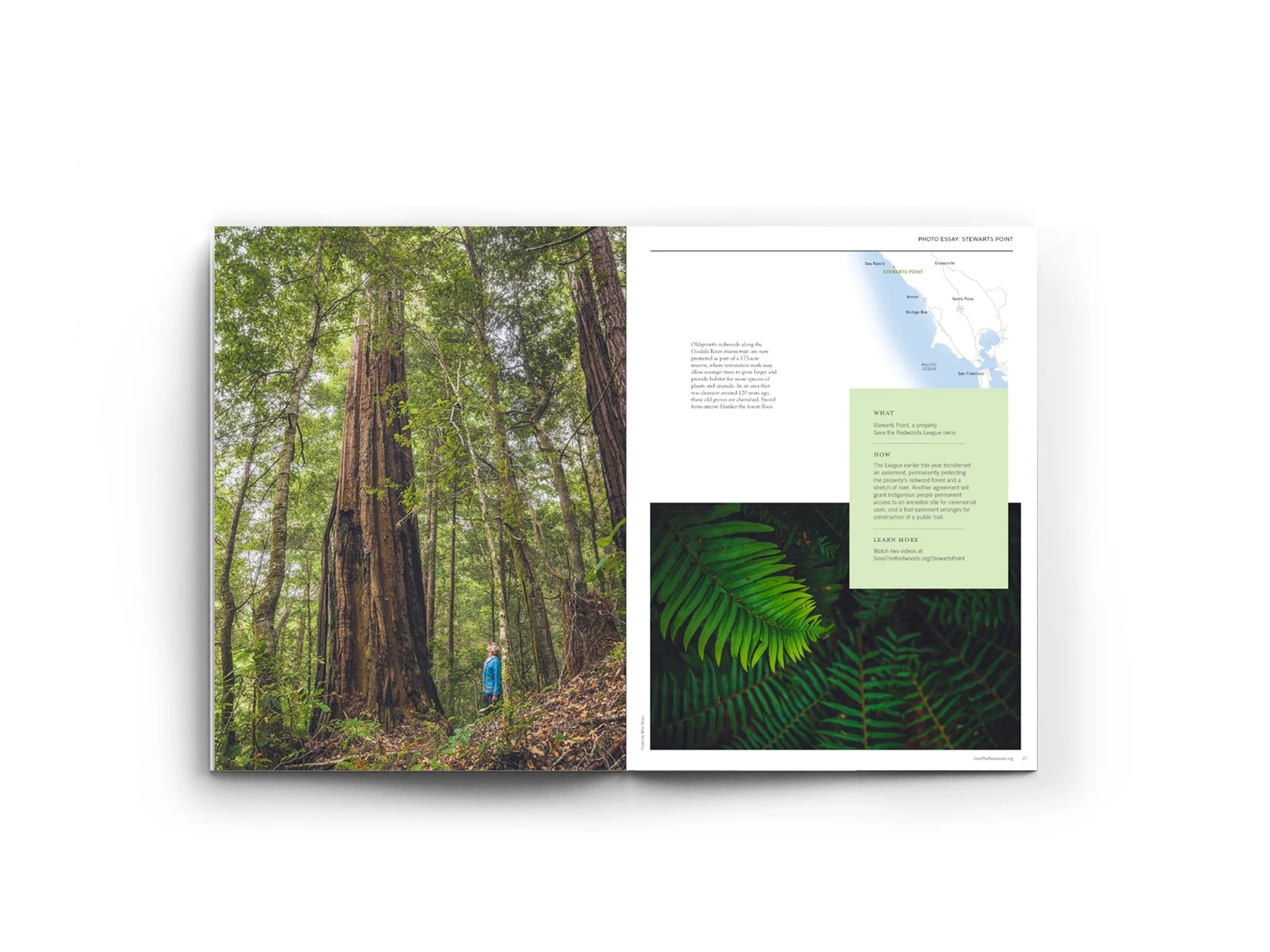 Redwoods Magazine_spread2.jpg
