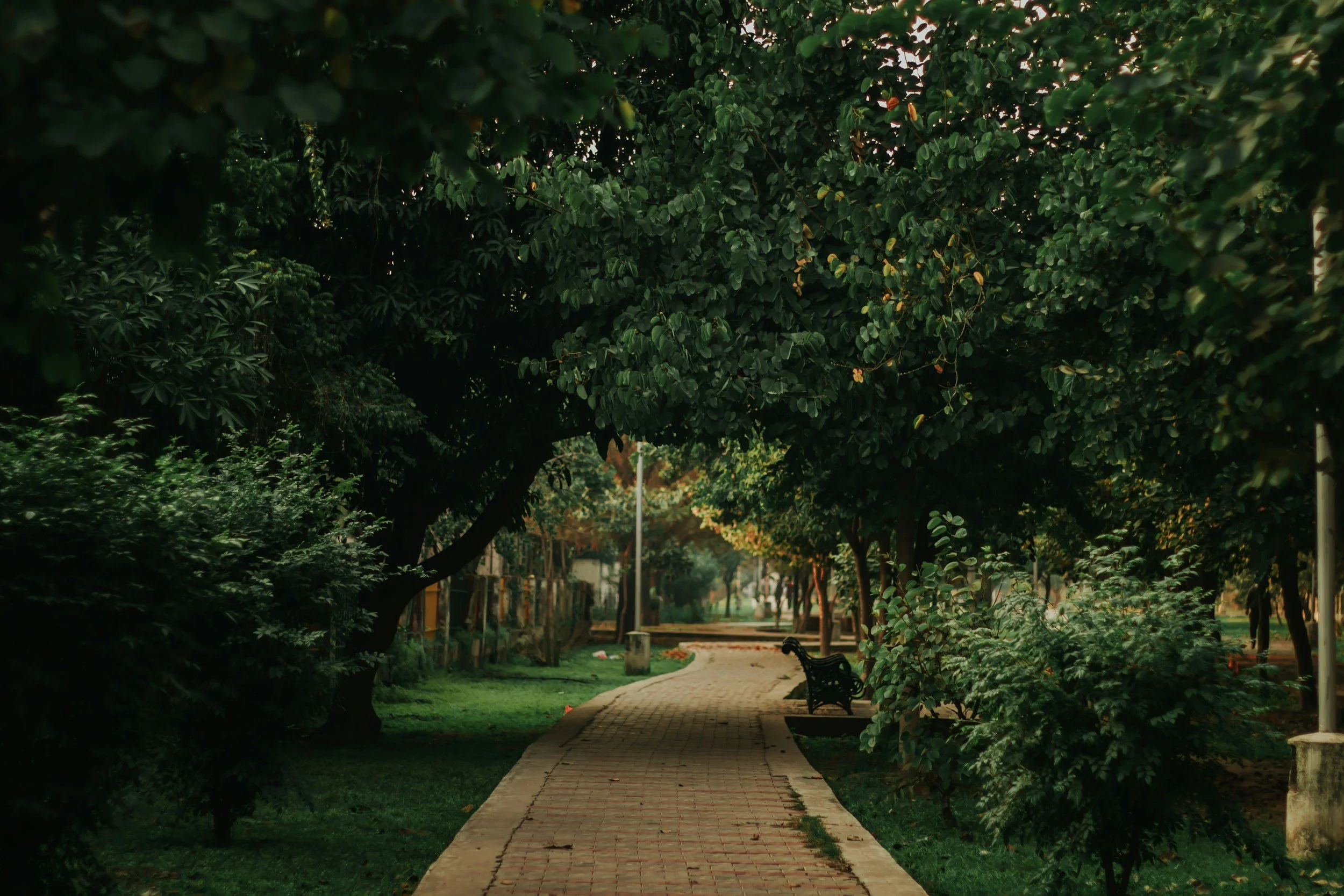 A peaceful park with a brick pathway, surrounded by green trees and bushes, and benches along the path.