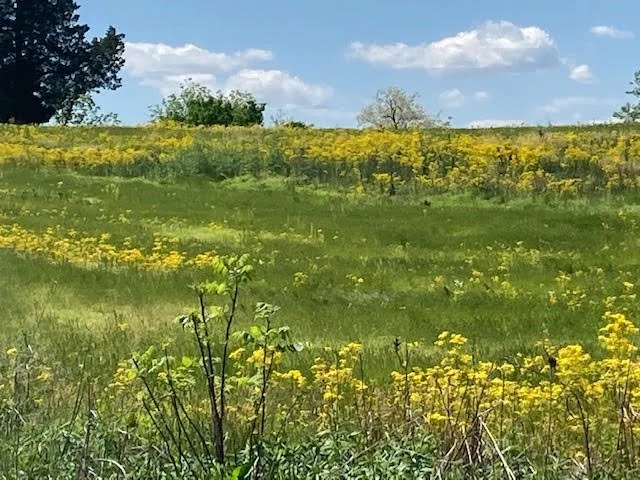 A green field with yellow wildflowers, trees in the background under a partly cloudy sky.