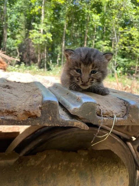 A small kitten with dark fur and stripes lying on a metal roof in a wooded outdoor area.