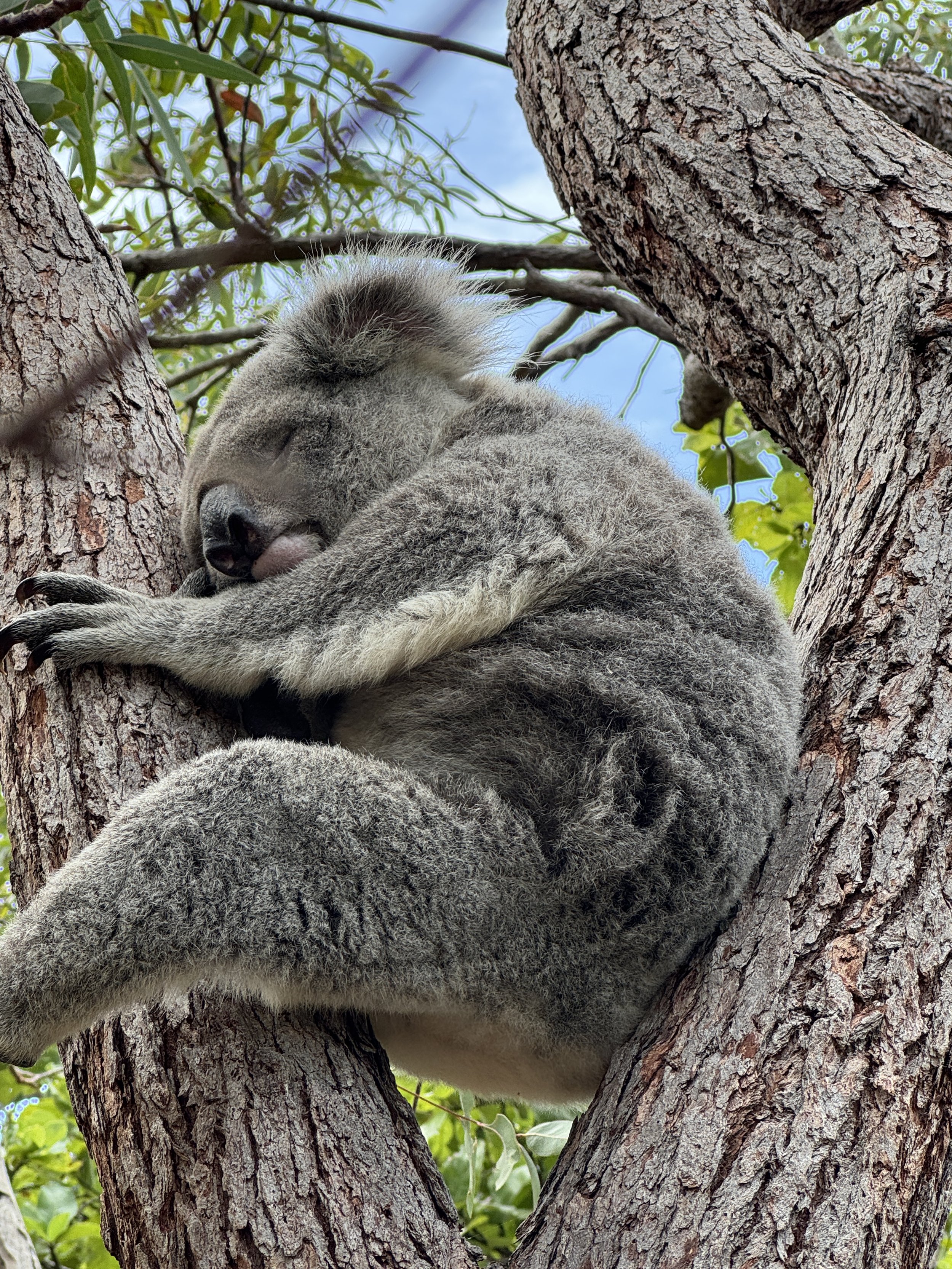 Magnetic Island