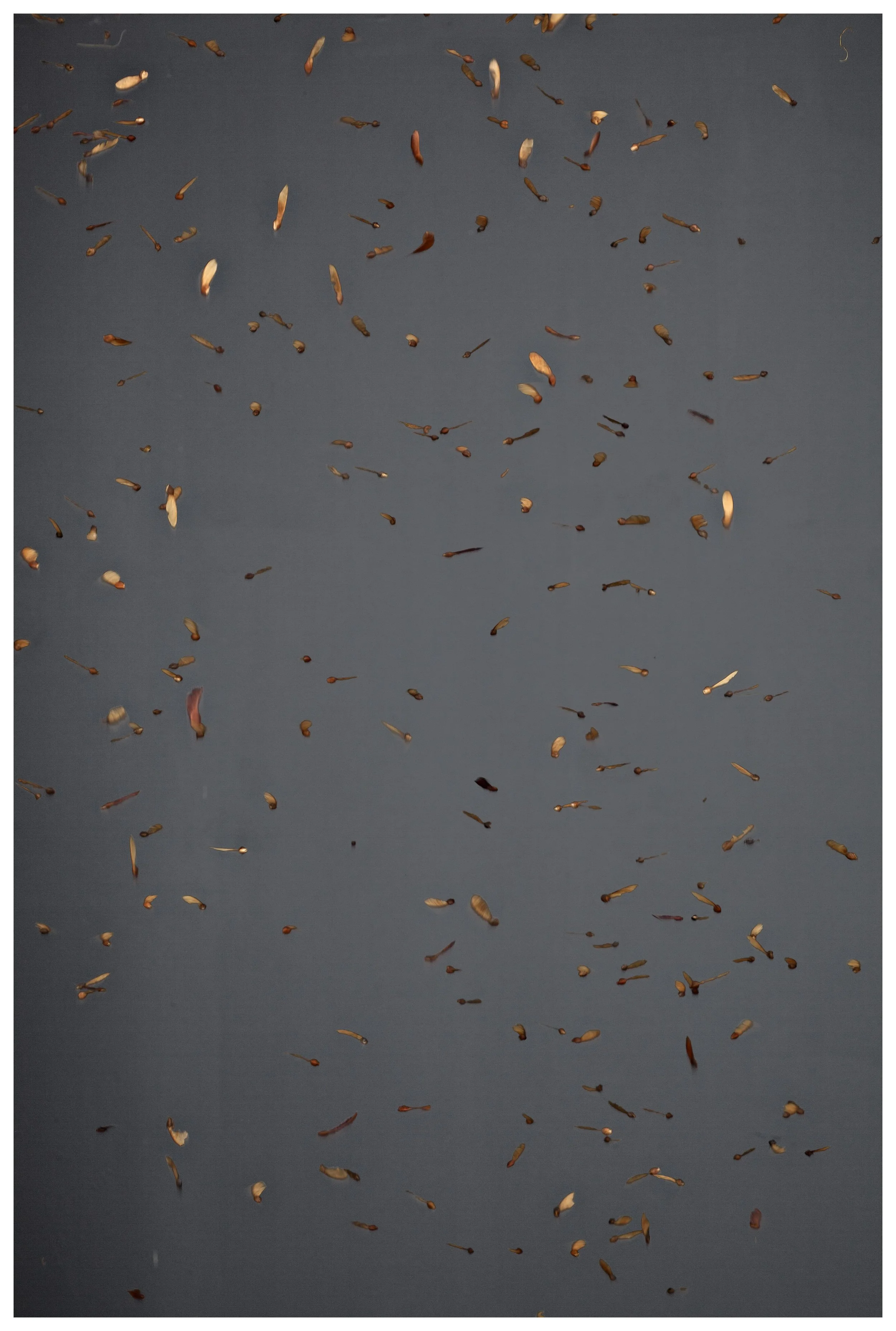 #83 - Maple Keys (3) - [24"x16"]