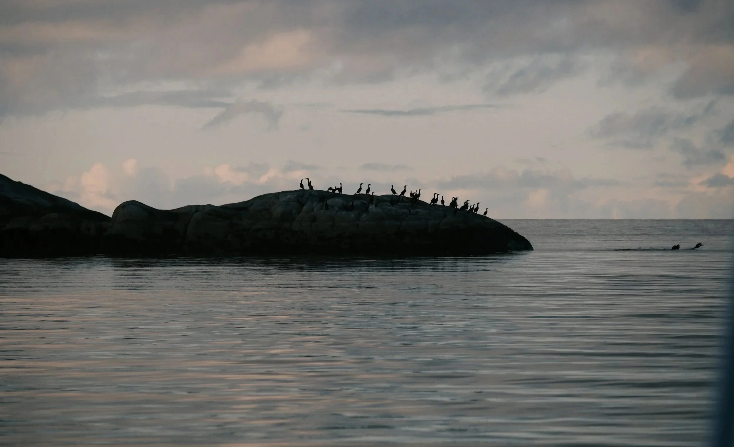 Silhuetter av lyrebiller og en ørn på en stor stein i sjøen ved solnedgang