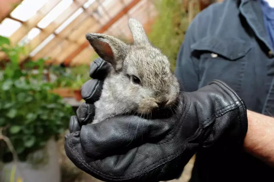 A small grey rabbit being gently held in a person's gloved hand outdoors, with plants and a wooden structure in the background.