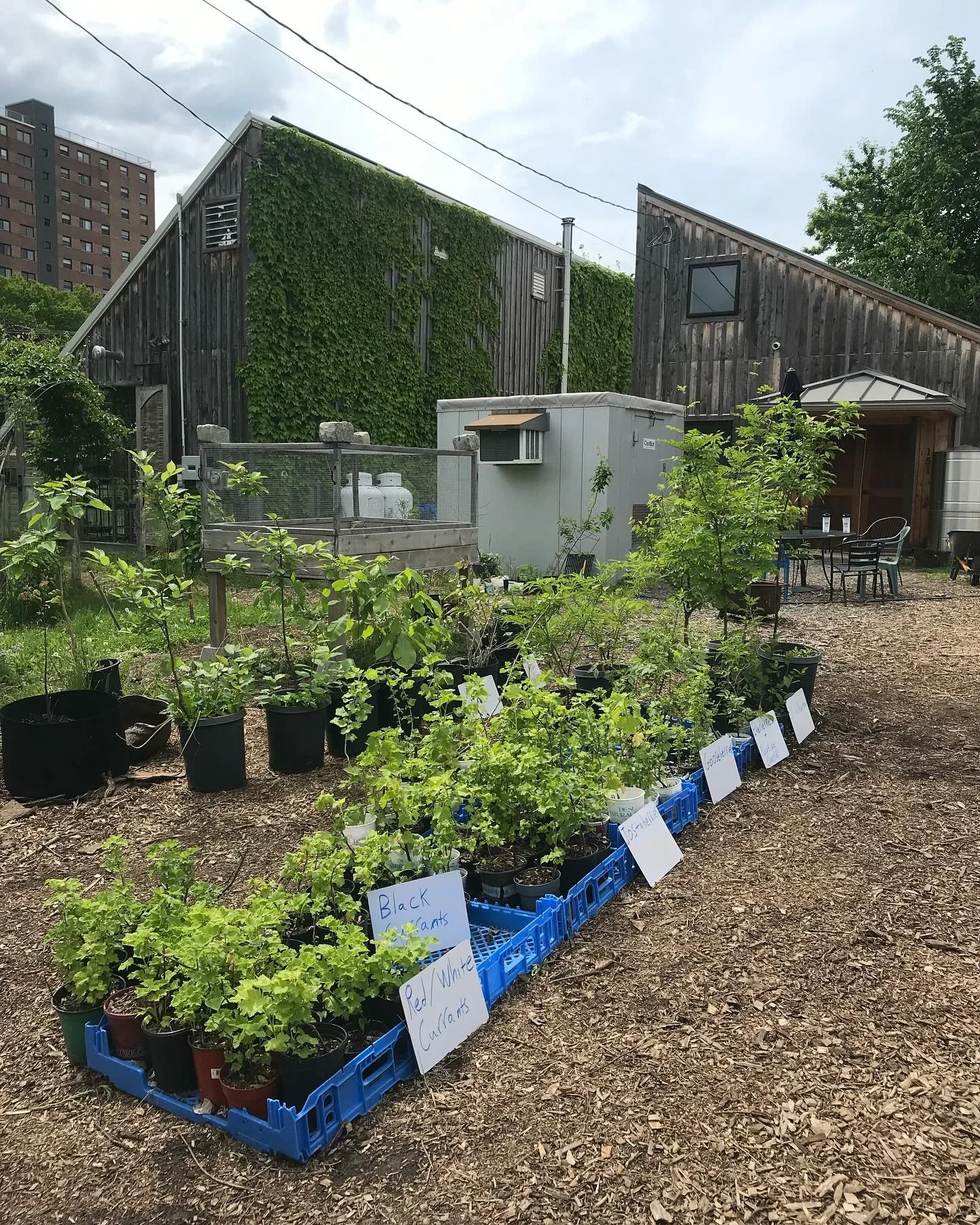 Stakeholder Presentation and Seed Swap