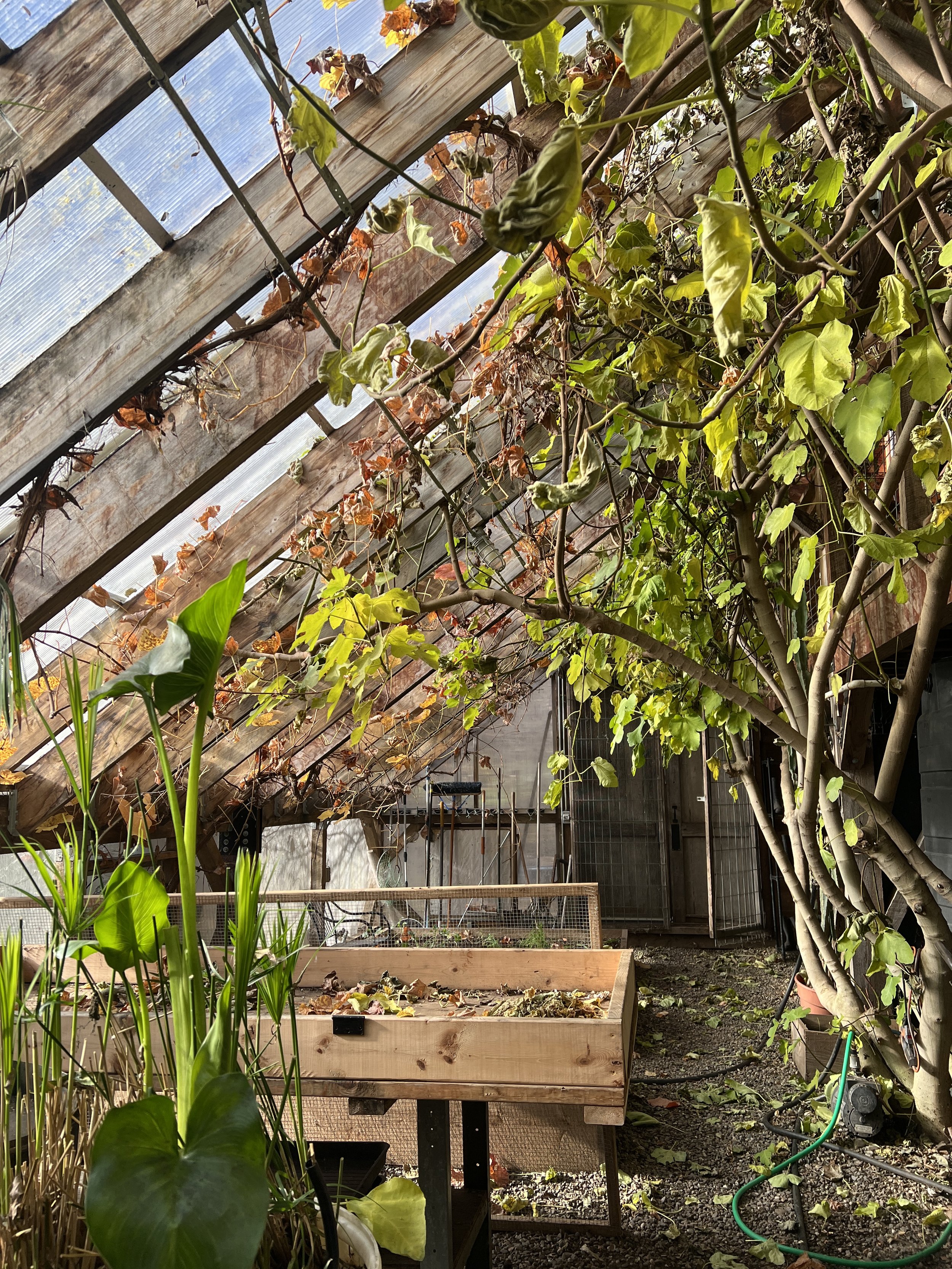 Volunteering in the Greenhouse + Book Club