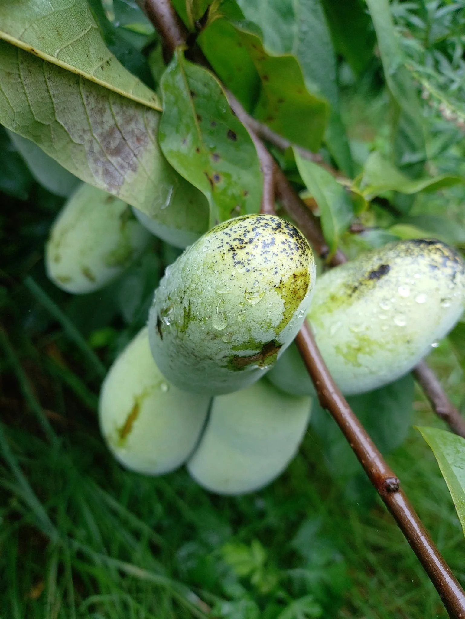Pawpaw Tasting