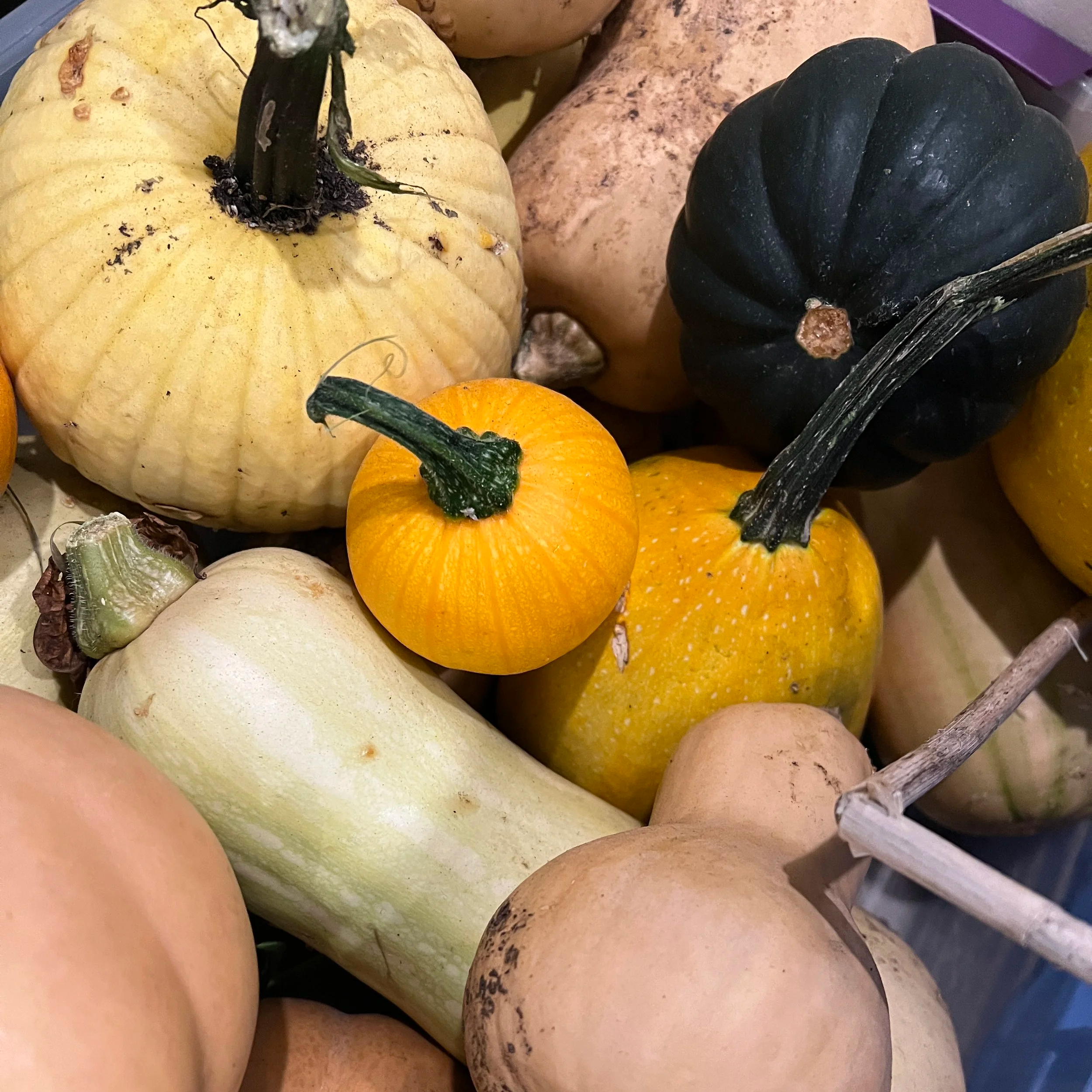 Pumpkin Smashing