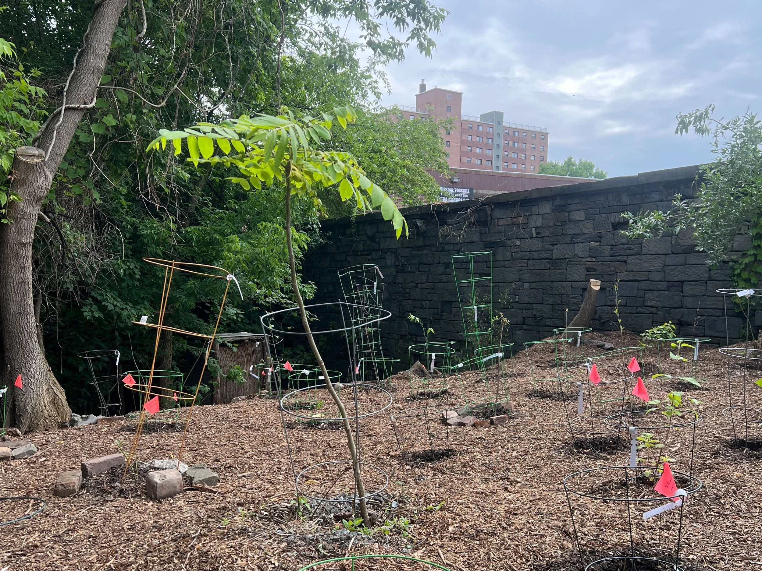 Albany Tree Planting